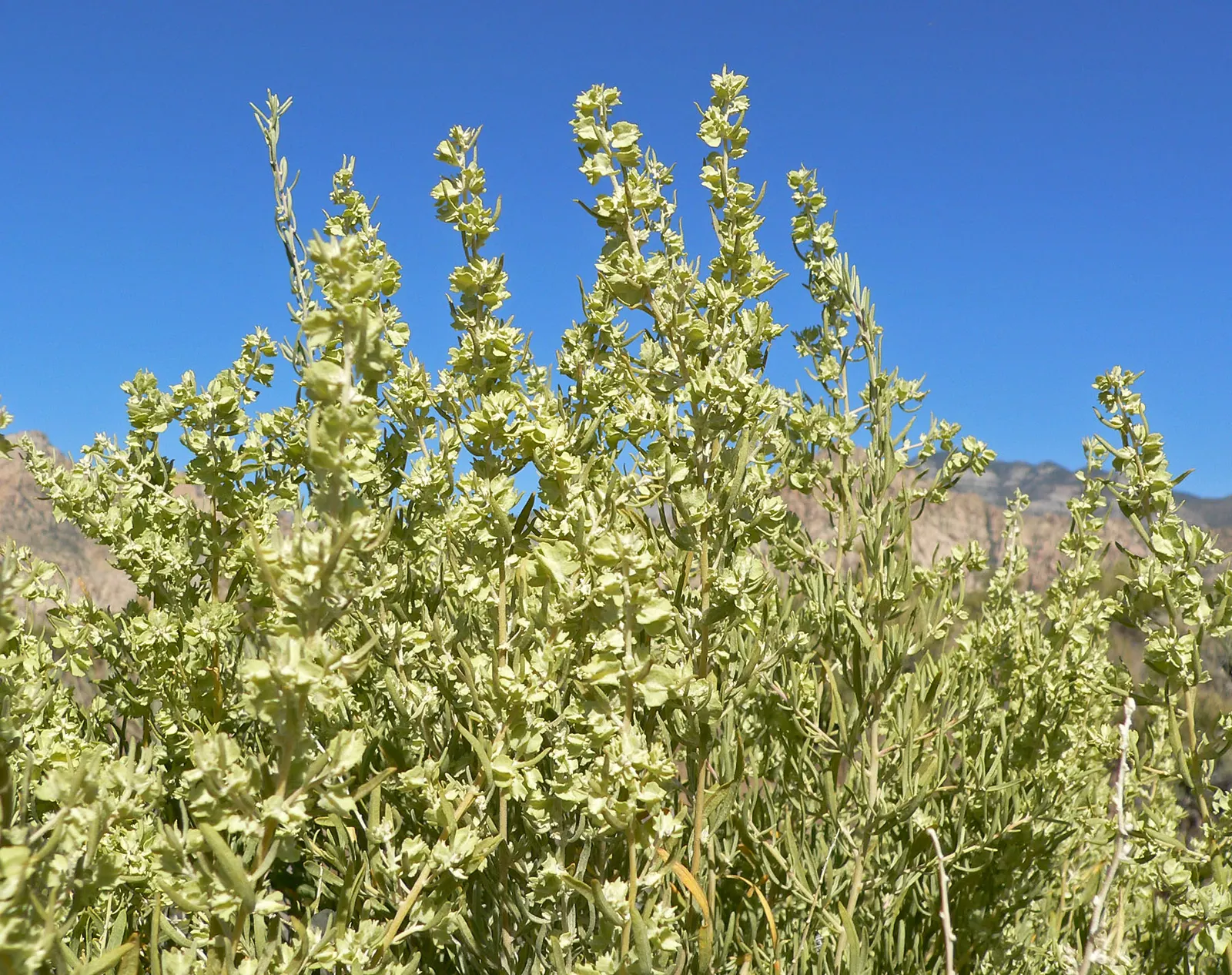 Four-Wing Salt Bush (Atriplex Canescens) — which measure about 1 to 2 inches in length; requiring minimal maintenance