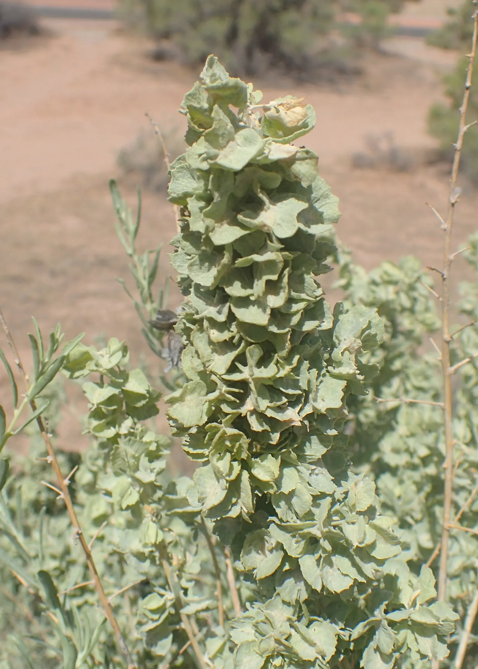 Four-Wing Salt Bush (Atriplex Canescens) — requiring minimal maintenance; these fruits provide visual interest and attract wildlife, image 43