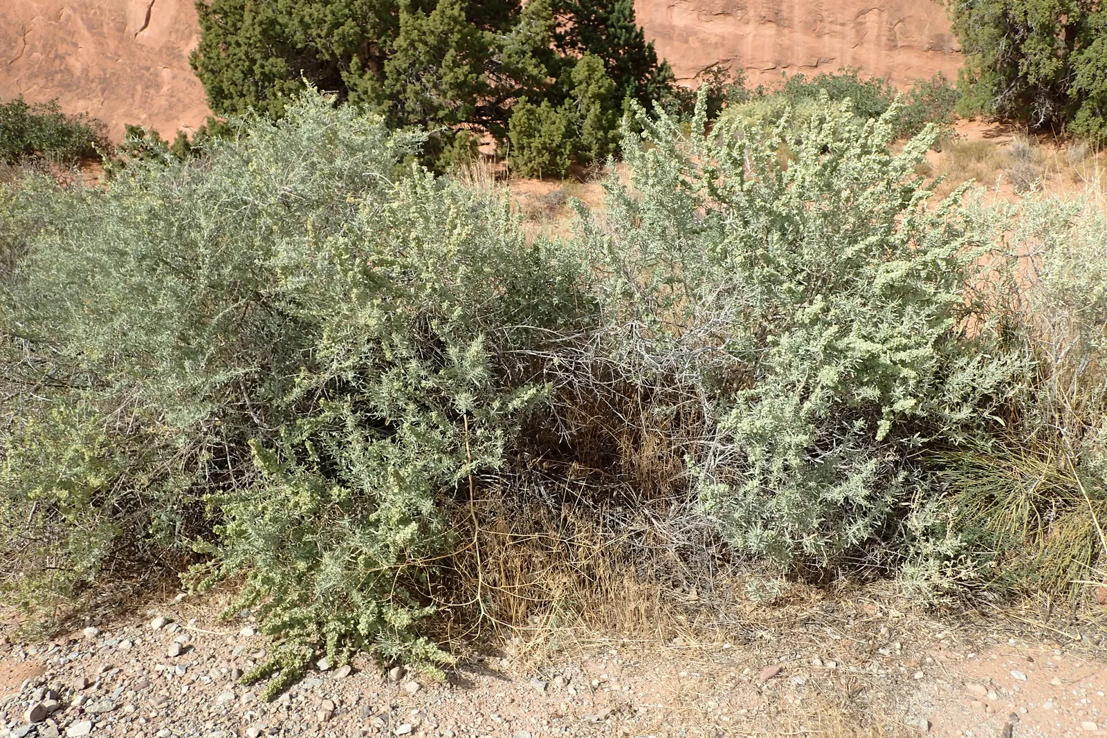 Four-Wing Salt Bush (Atriplex Canescens) — which measure about 1 to 2 inches in length; requiring minimal maintenance, image 50