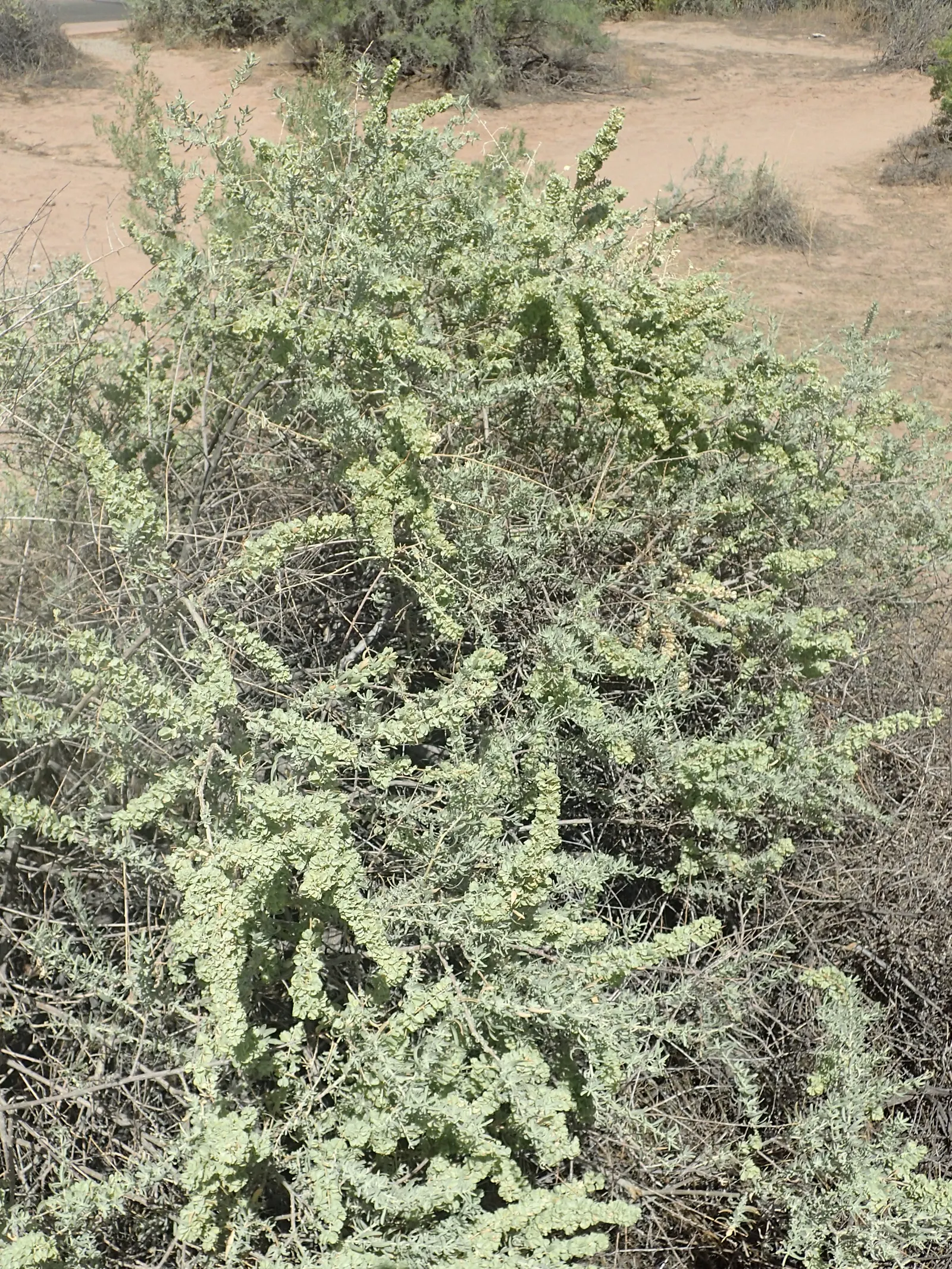 Four-Wing Salt Bush (Atriplex Canescens) — it thrives in full sun and tolerates a variety of soil types; its salt-tolerance suits coastal landscapes, image 42