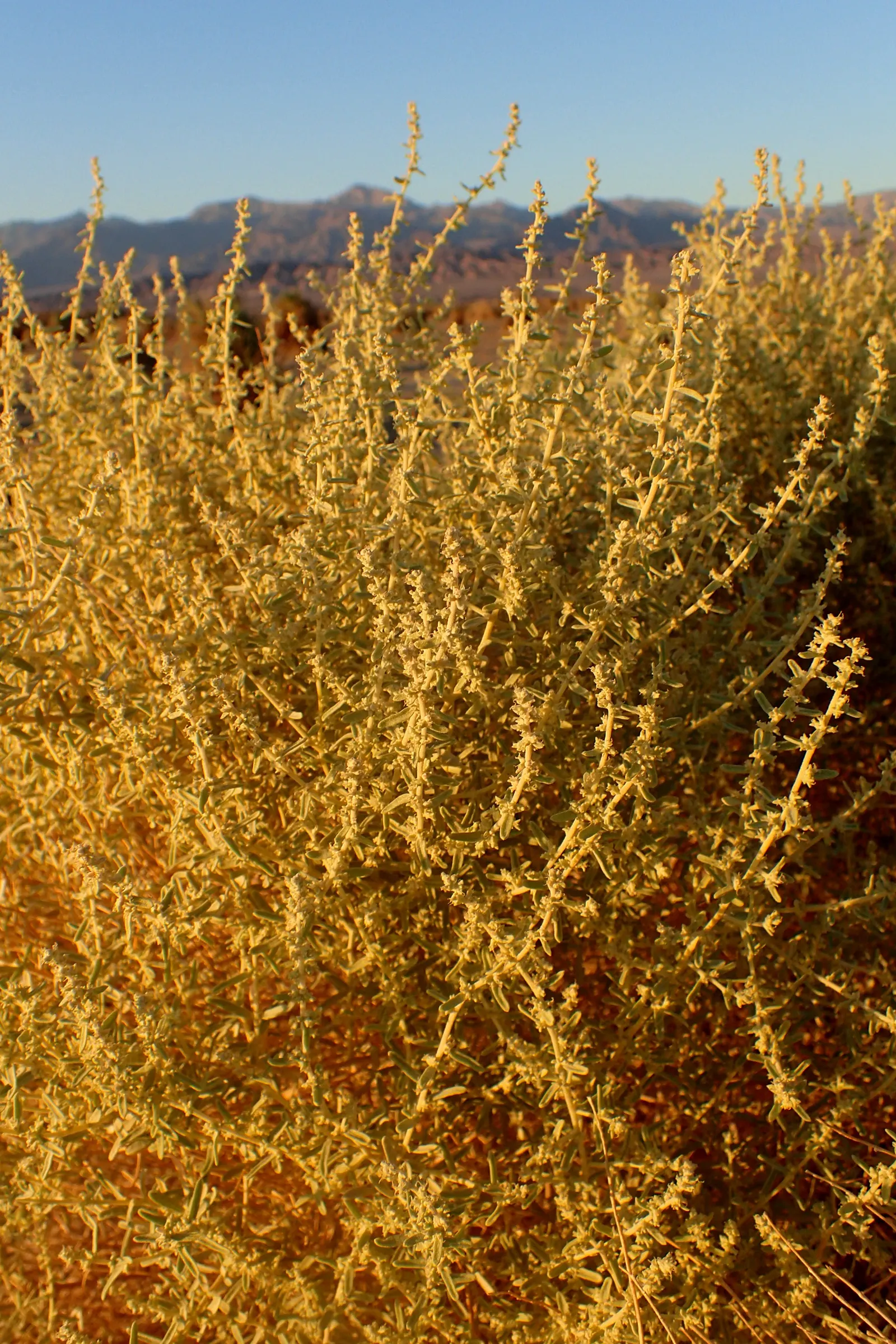 Four-Wing Salt Bush (Atriplex Canescens) — scientifically known as Atriplex canescens; is a highly adaptable and resilient shrub, image 45