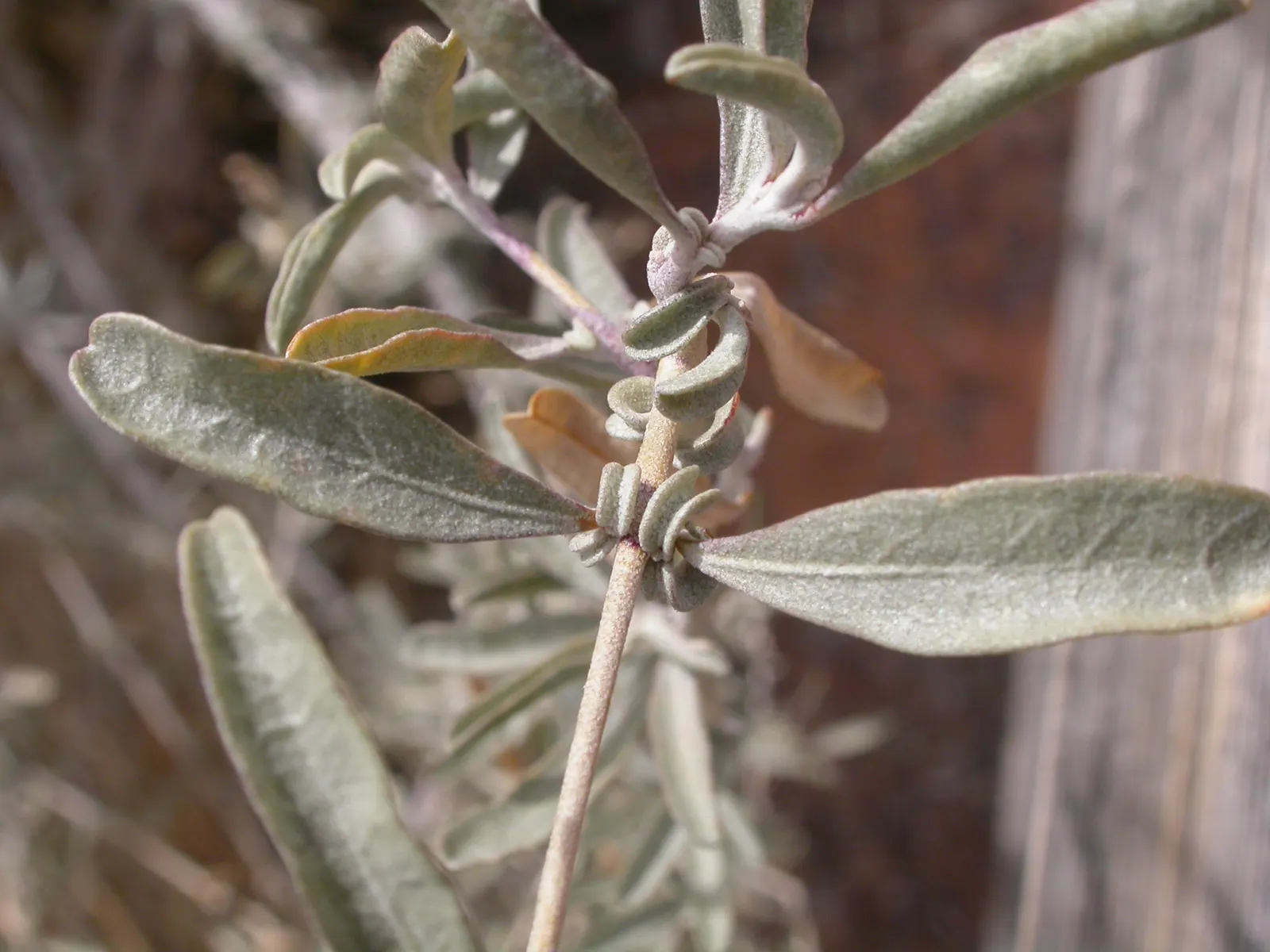 Four-Wing Salt Bush (Atriplex Canescens) — which measure about 1 to 2 inches in length; requiring minimal maintenance, image 69