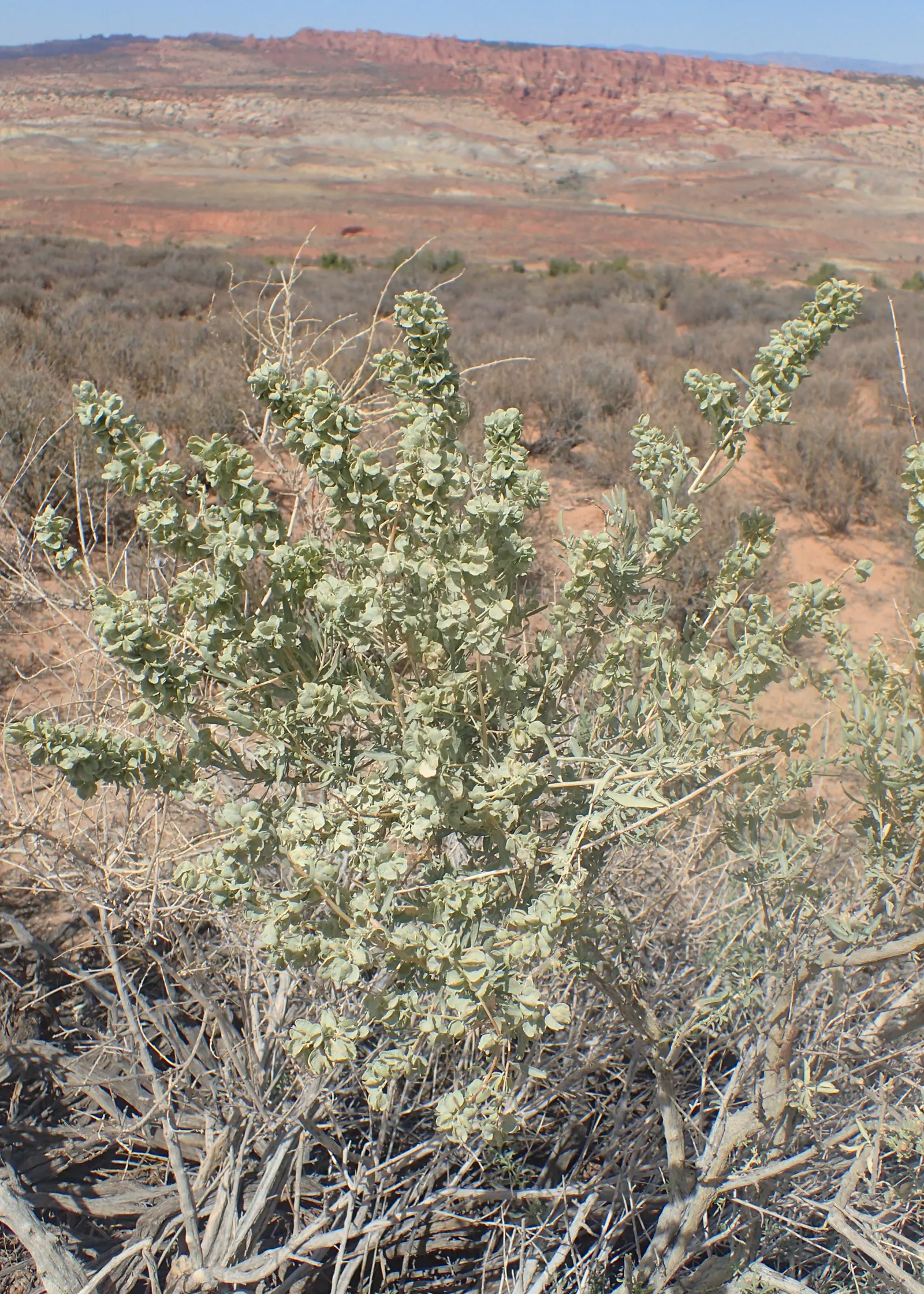Four-Wing Salt Bush (Atriplex Canescens) — Four-wing Salt Bush (Atriplex canescens) is a versatile, drought-resistant shrub reaching 3-8 ft in, image 58