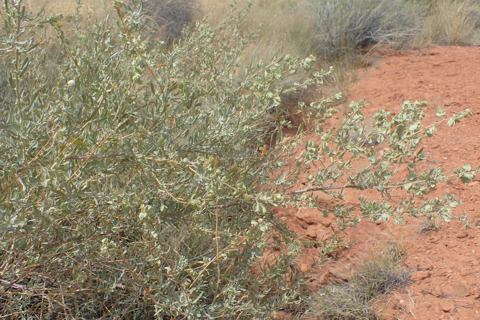 Four-Wing Salt Bush (Atriplex Canescens) — Its distinctive feature: seed pods with four papery wings, adding texture; four-wing Saltbush presents a, image 59