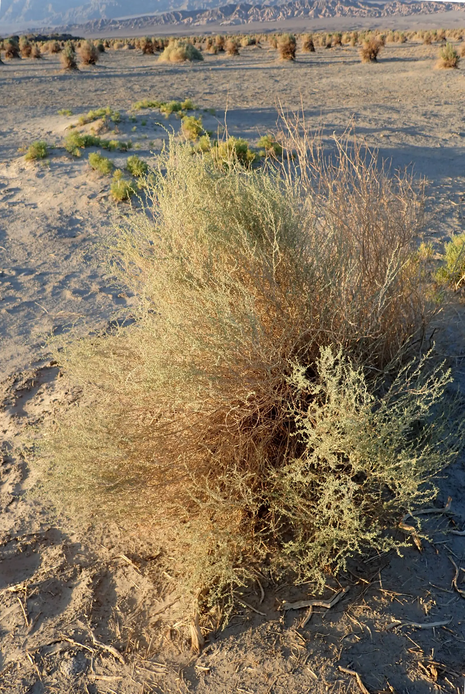Four-Wing Salt Bush (Atriplex Canescens) — Its salt-tolerance suits coastal landscapes; four-wing Salt Bush (Atriplex canescens) is a versatile, image 63