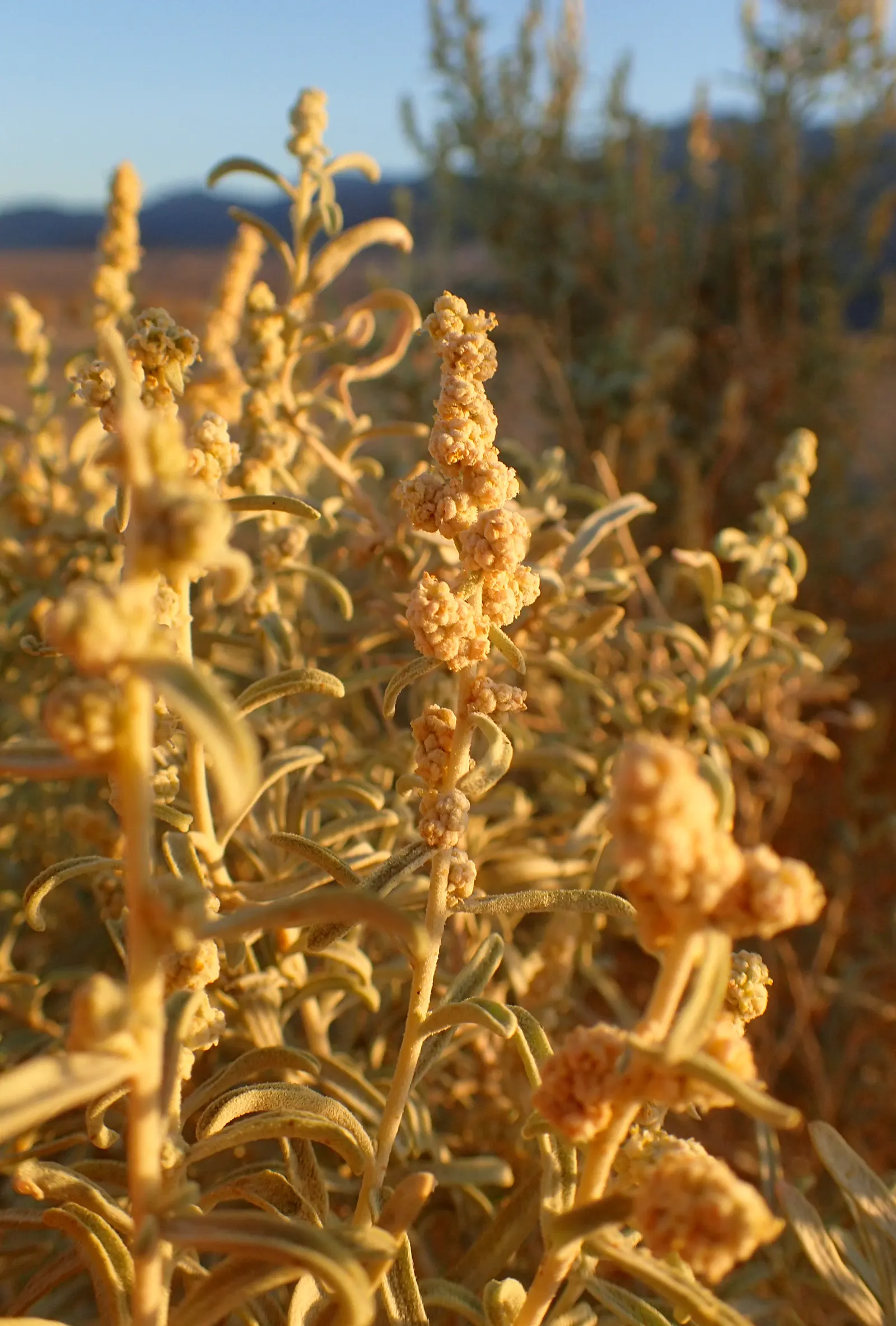 Four-Wing Salt Bush (Atriplex Canescens) — it's a resourceful choice for erosion control and as an anchor plant in wind-swept areas; its distinctive feature