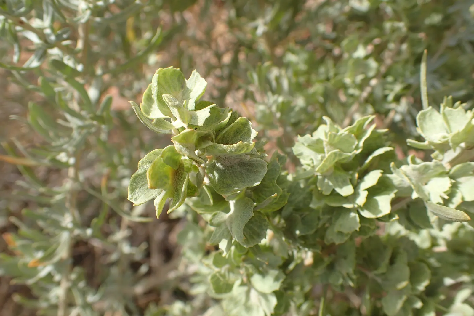 Four-Wing Salt Bush (Atriplex Canescens) — is a highly adaptable and resilient shrub; it requires minimal water once established, surviving on as, image 46