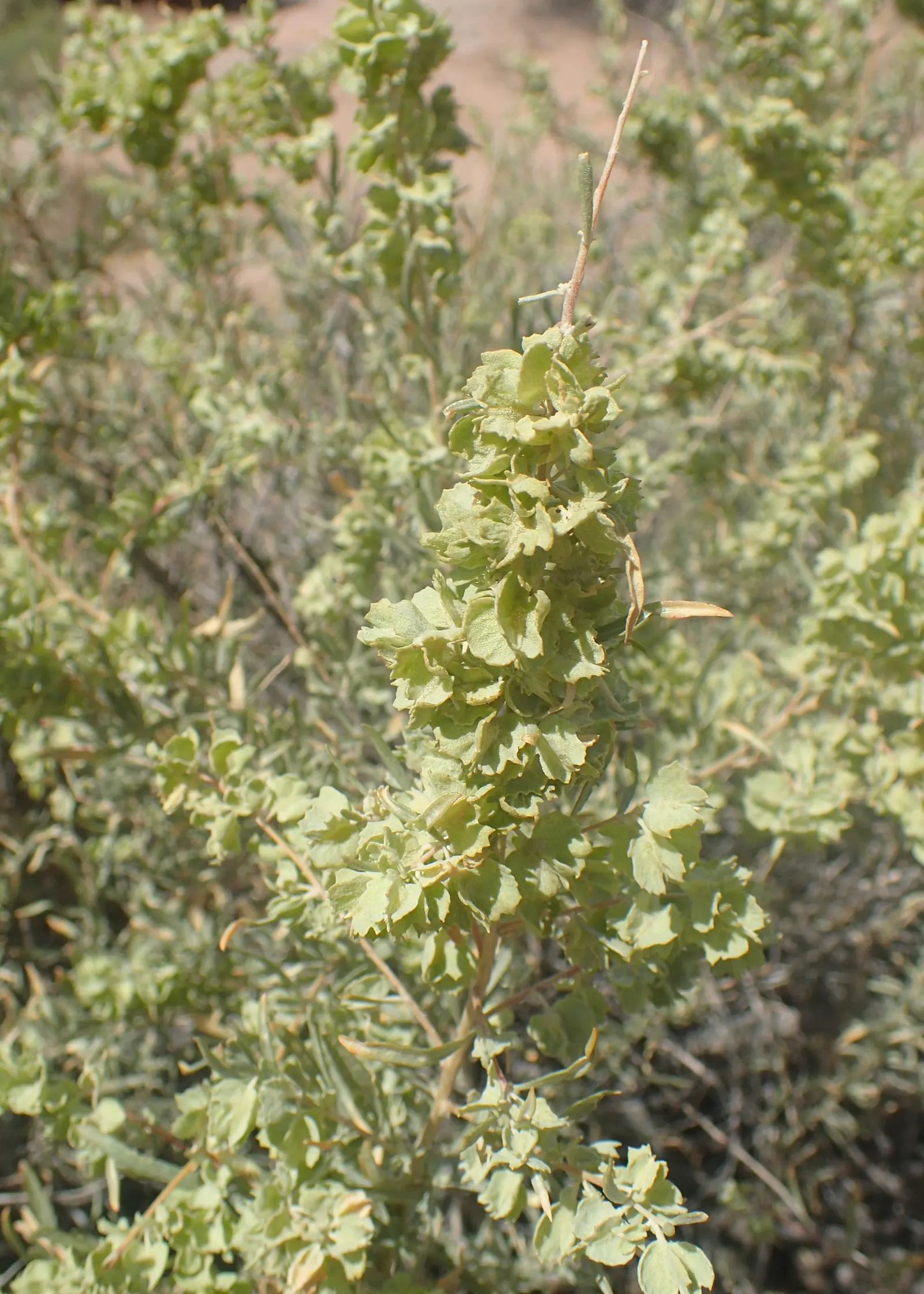 Four-Wing Salt Bush (Atriplex Canescens) — This species prefers full sun exposure but can tolerate partial shade.<br><br>For landscape designers; which makes