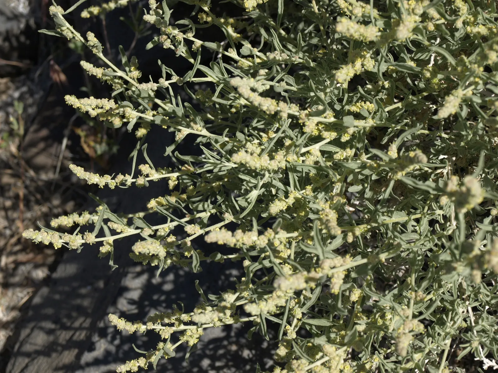 Four-Wing Salt Bush (Atriplex Canescens) — which makes it a valuable addition to coastal landscapes; shrub for full or half