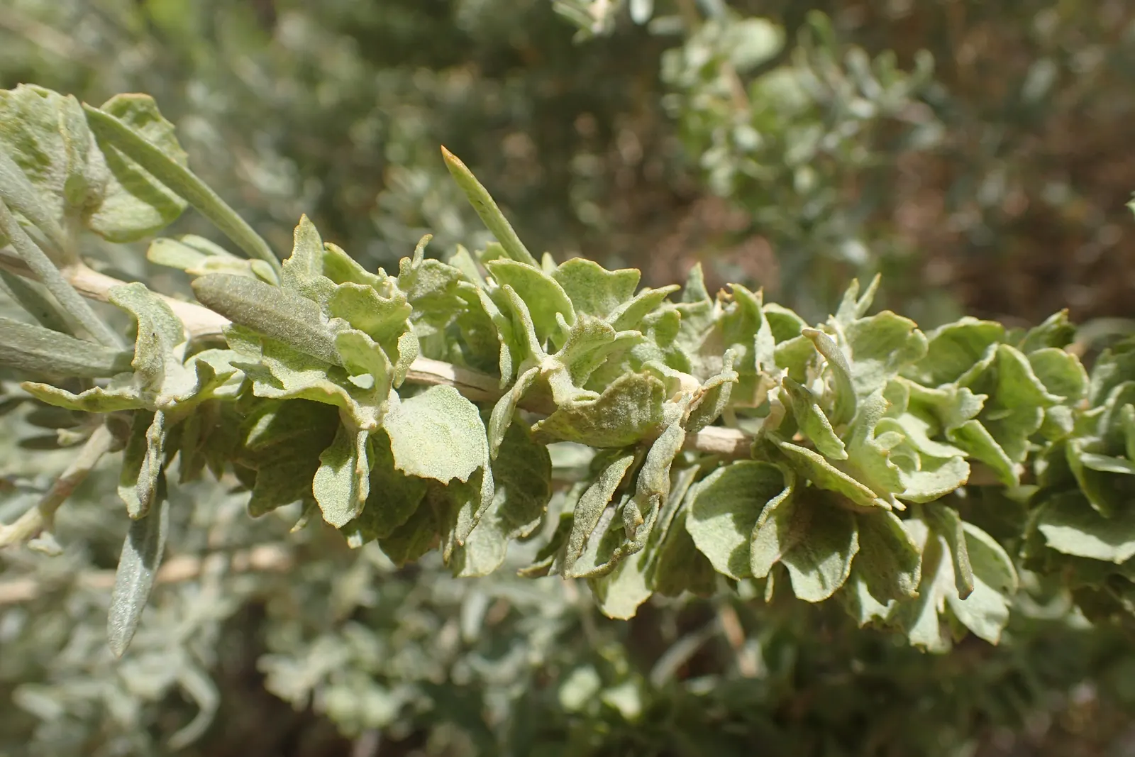 Four-Wing Salt Bush (Atriplex Canescens) — it's a resourceful choice for erosion control and as an anchor plant in wind-swept areas; its, image 55
