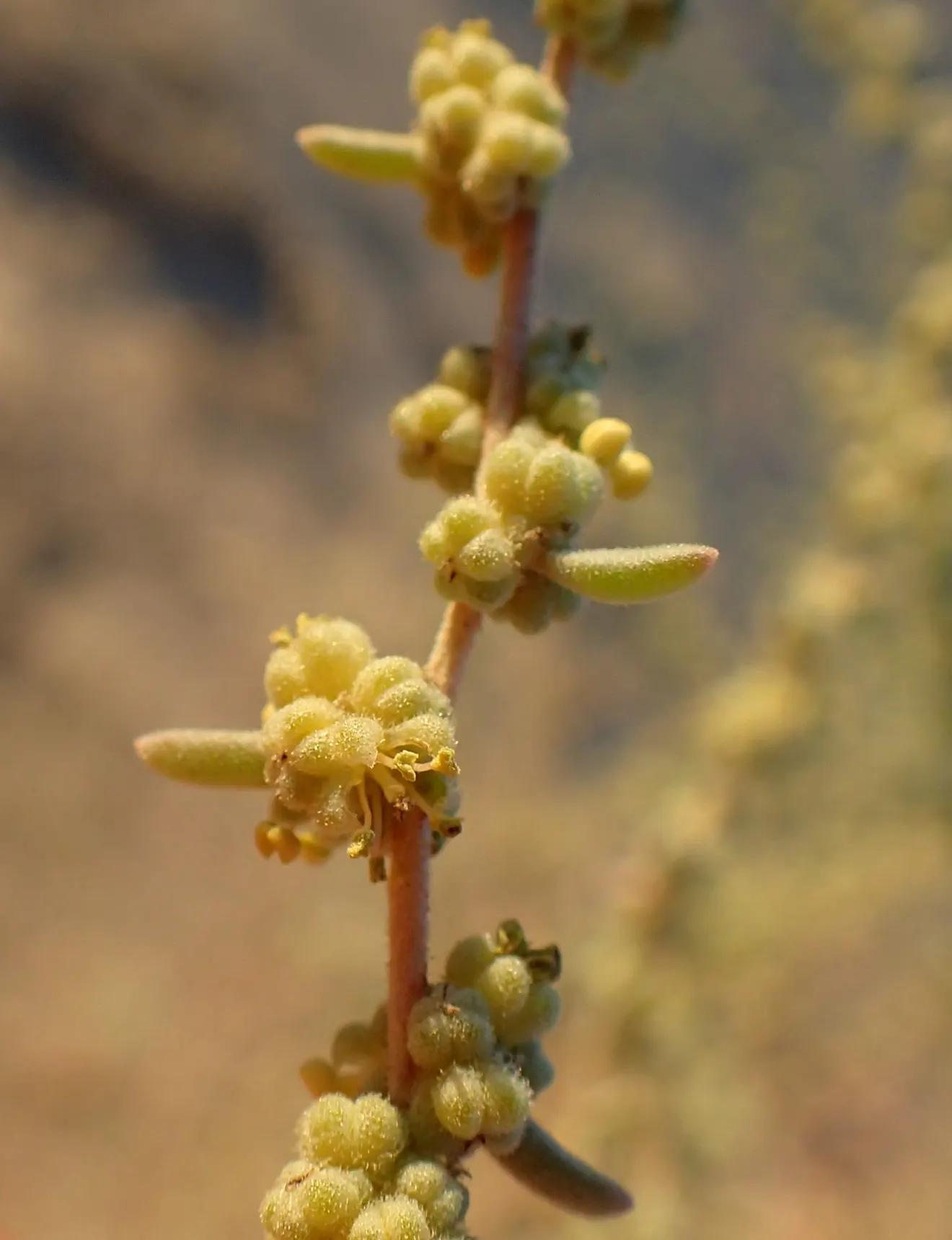 Four-Wing Salt Bush (Atriplex Canescens) — This species prefers full sun exposure but can tolerate partial shade.<br><br>For landscape designers, image 54