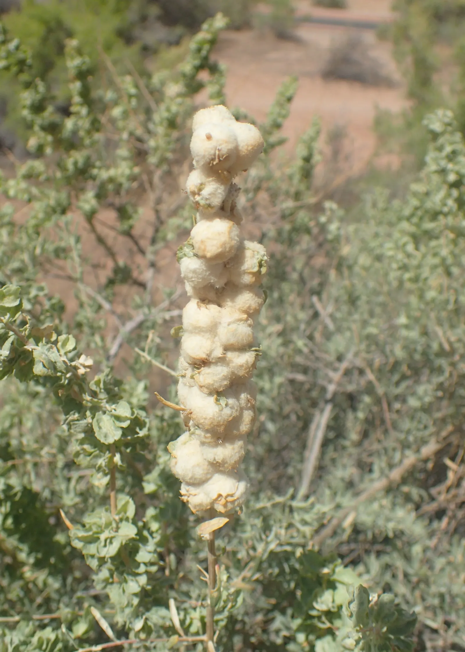 Four-Wing Salt Bush (Atriplex Canescens) — It requires minimal water once established, surviving on as little as 8 inches of rainfall annually; scientifically