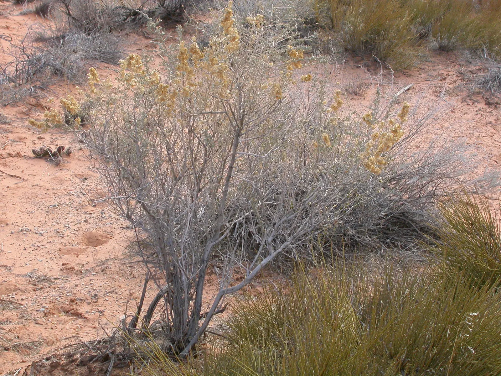 Four-Wing Salt Bush (Atriplex Canescens) — scientifically known as Atriplex canescens; is a highly adaptable and resilient shrub, image 64