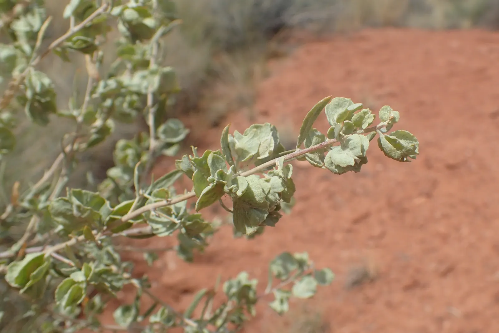 Four-Wing Salt Bush (Atriplex Canescens) — it thrives in full sun and tolerates a variety of soil types; its salt-tolerance suits coastal landscapes, image 61