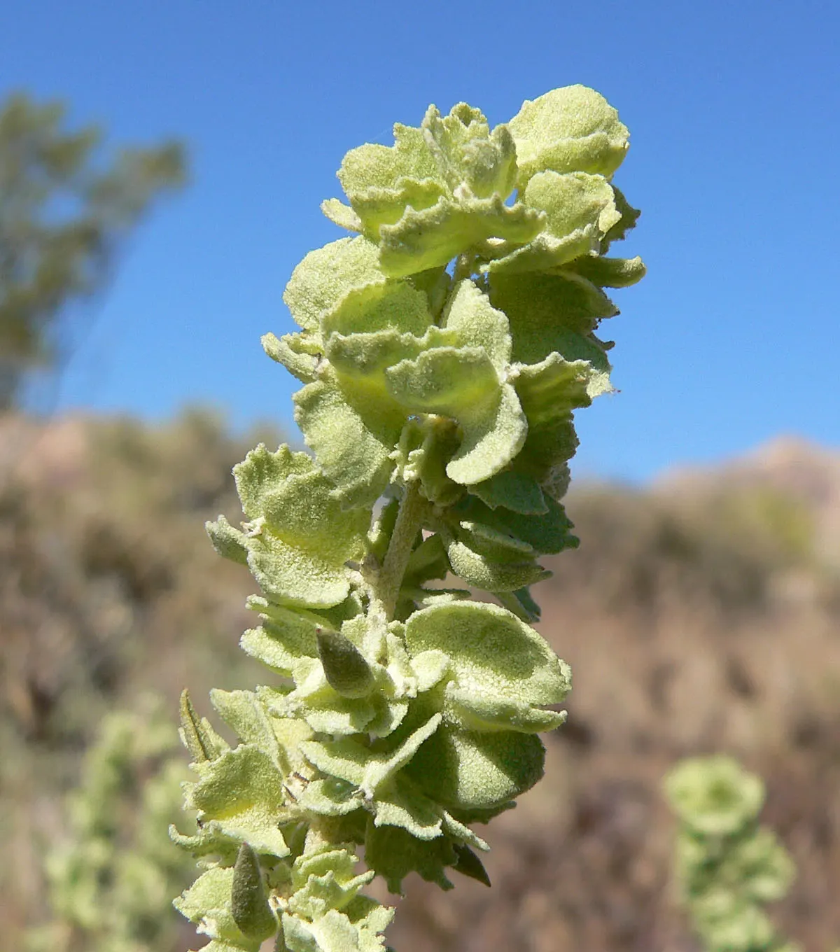 Four-Wing Salt Bush (Atriplex Canescens) — Four-wing Saltbush presents a rounded form with intricate branching patterns; it's a resourceful choice, image 68