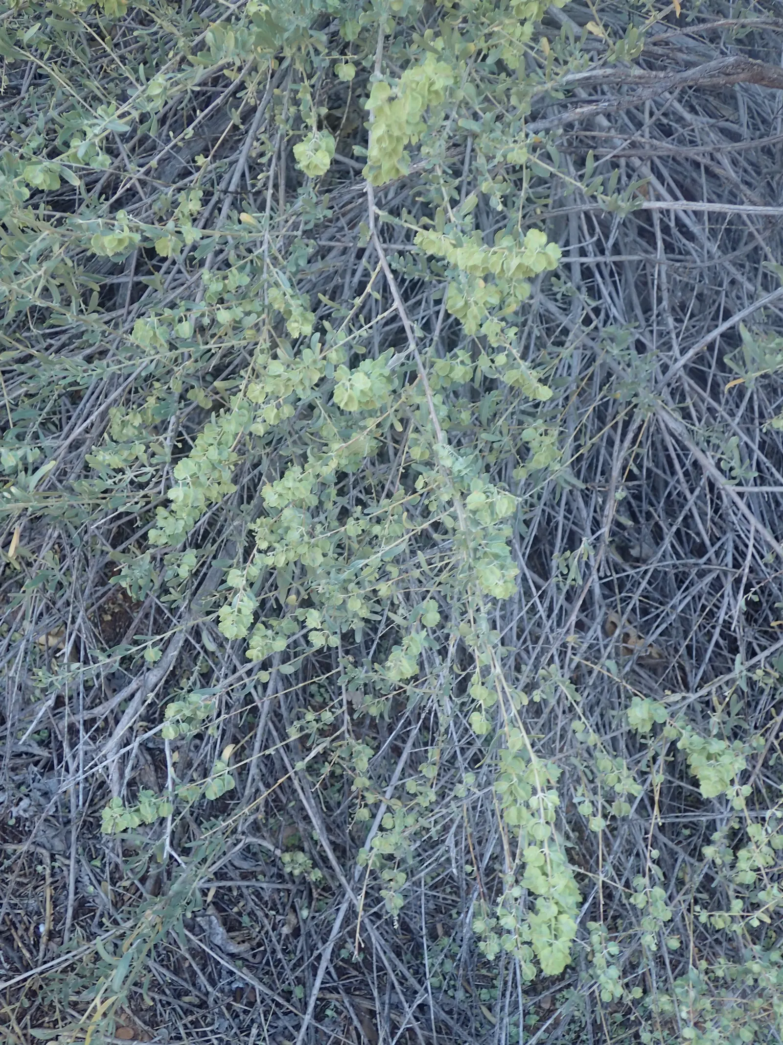 Four-Wing Salt Bush (Atriplex Canescens) — ideal for low-maintenance landscapes and xeriscaping designs in regions prone to drought; gray-green, image 47