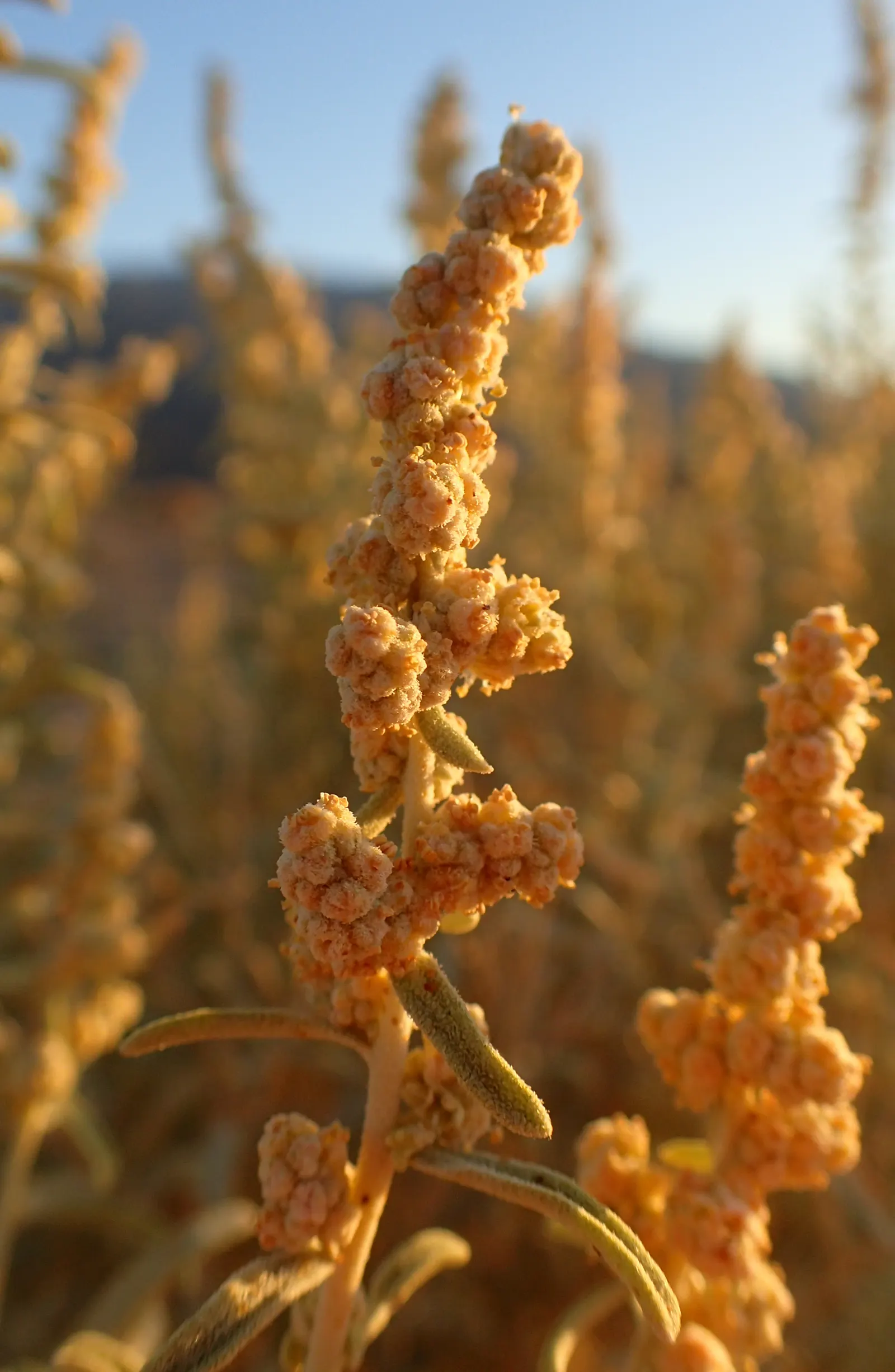 Four-Wing Salt Bush (Atriplex Canescens) — Its salt-tolerance suits coastal landscapes; four-wing Salt Bush (Atriplex canescens) is a versatile, image 44