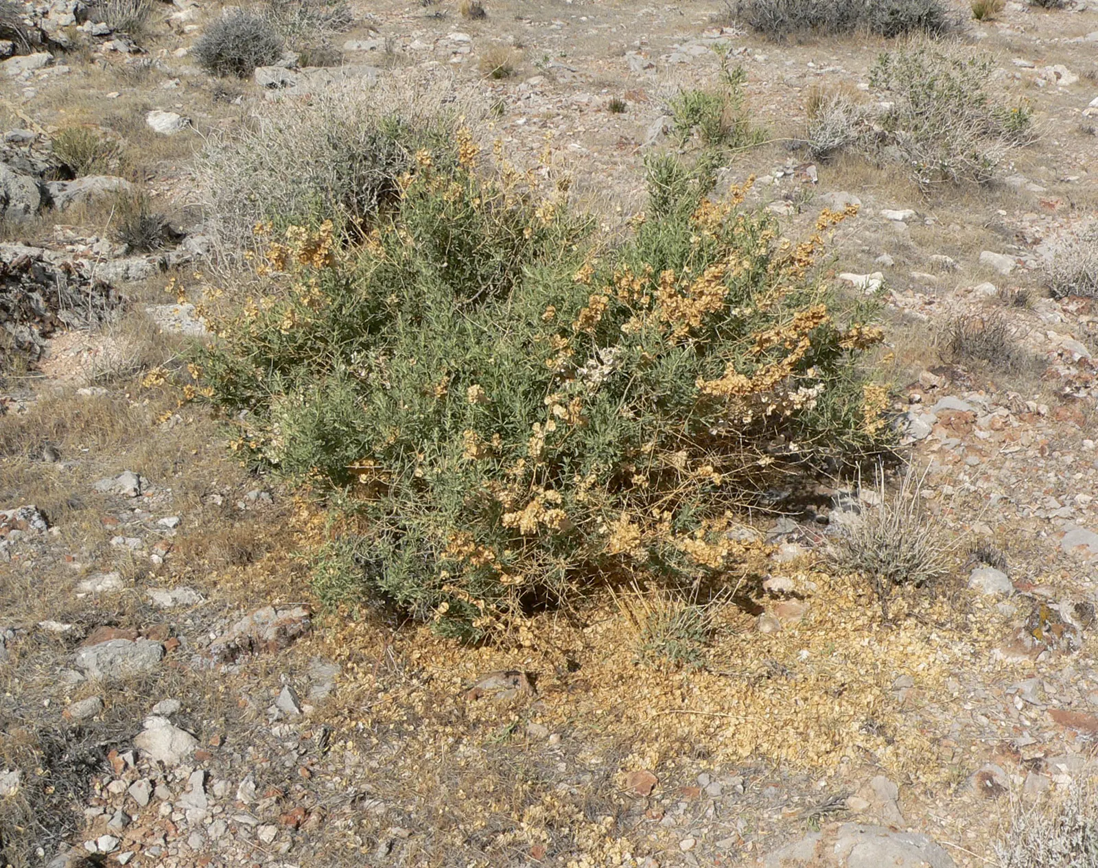 Four-Wing Salt Bush (Atriplex Canescens) — These fruits provide visual interest and attract wildlife; which measure about 1 to 2 inches in length, image 70