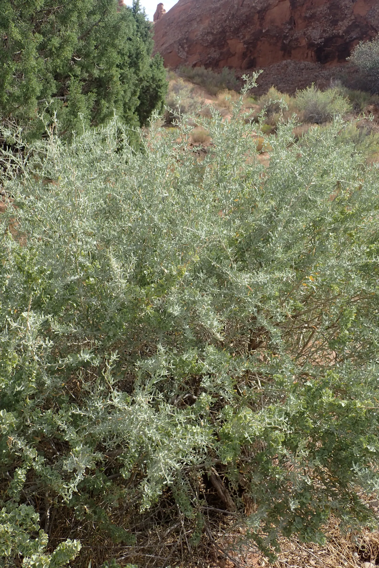 Four-Wing Salt Bush (Atriplex Canescens) — It requires minimal water once established, surviving on as little as 8 inches of rainfall annually, image 53