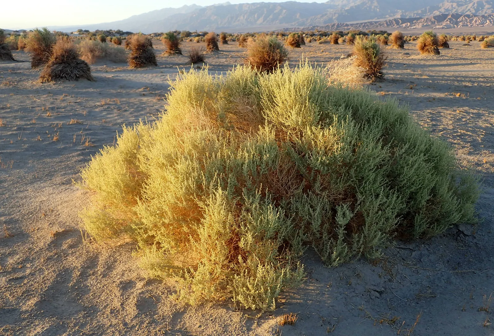 Four-Wing Salt Bush (Atriplex Canescens) — thanks to its dense growth habit; ideal for low-maintenance landscapes and xeriscaping designs in, image 56
