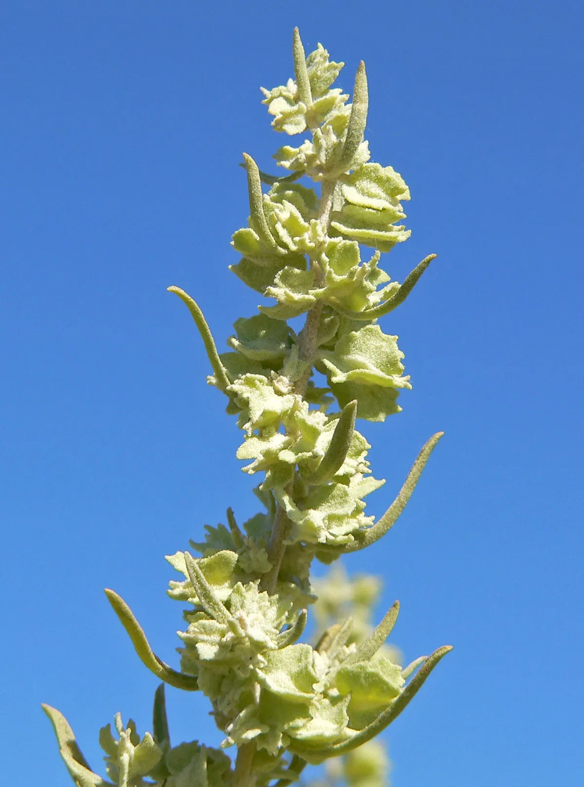 Four-Wing Salt Bush (Atriplex Canescens) — ideal for low-maintenance landscapes and xeriscaping designs in regions prone to drought; gray-green, image 66