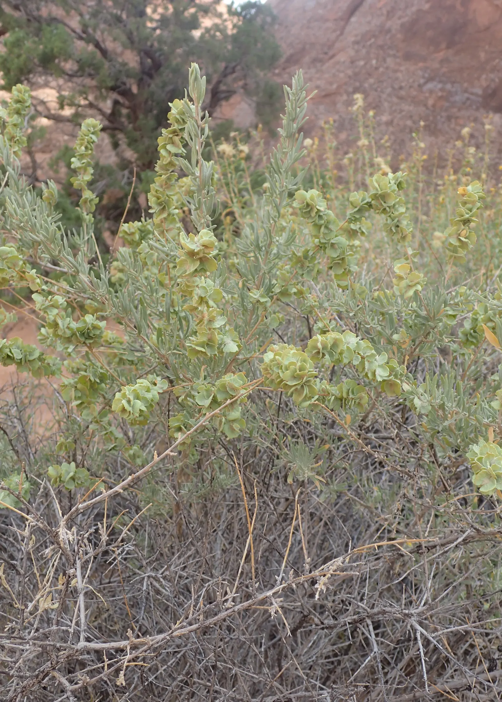 Four-Wing Salt Bush (Atriplex Canescens) — shrub for full or half; this species prefers full sun exposure but can tolerate partial, image 57