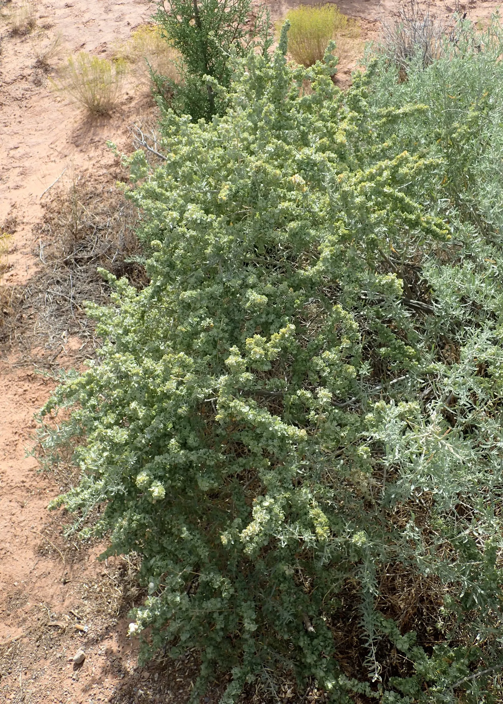 Four-Wing Salt Bush (Atriplex Canescens) — Four-wing Salt Bush (Atriplex canescens) is a versatile, drought-resistant shrub reaching 3-8 ft in, image 39