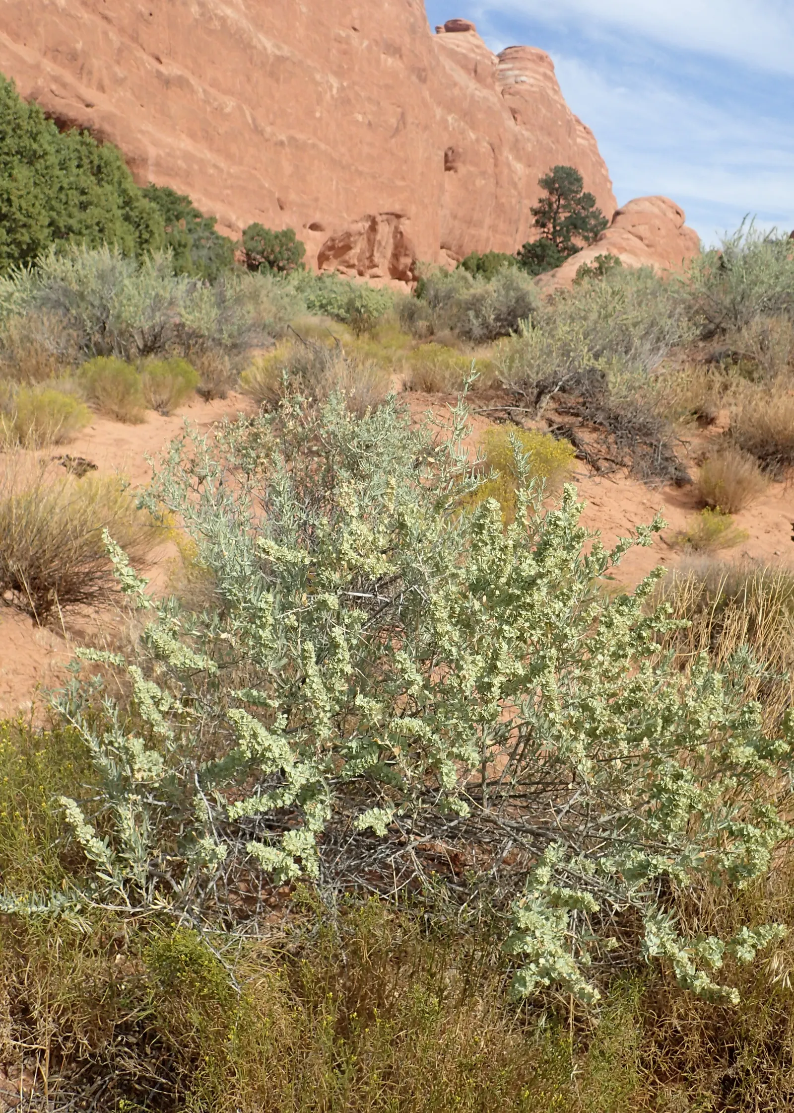 Four-Wing Salt Bush (Atriplex Canescens) — Its distinctive feature: seed pods with four papery wings, adding texture; four-wing Saltbush presents a, image 40
