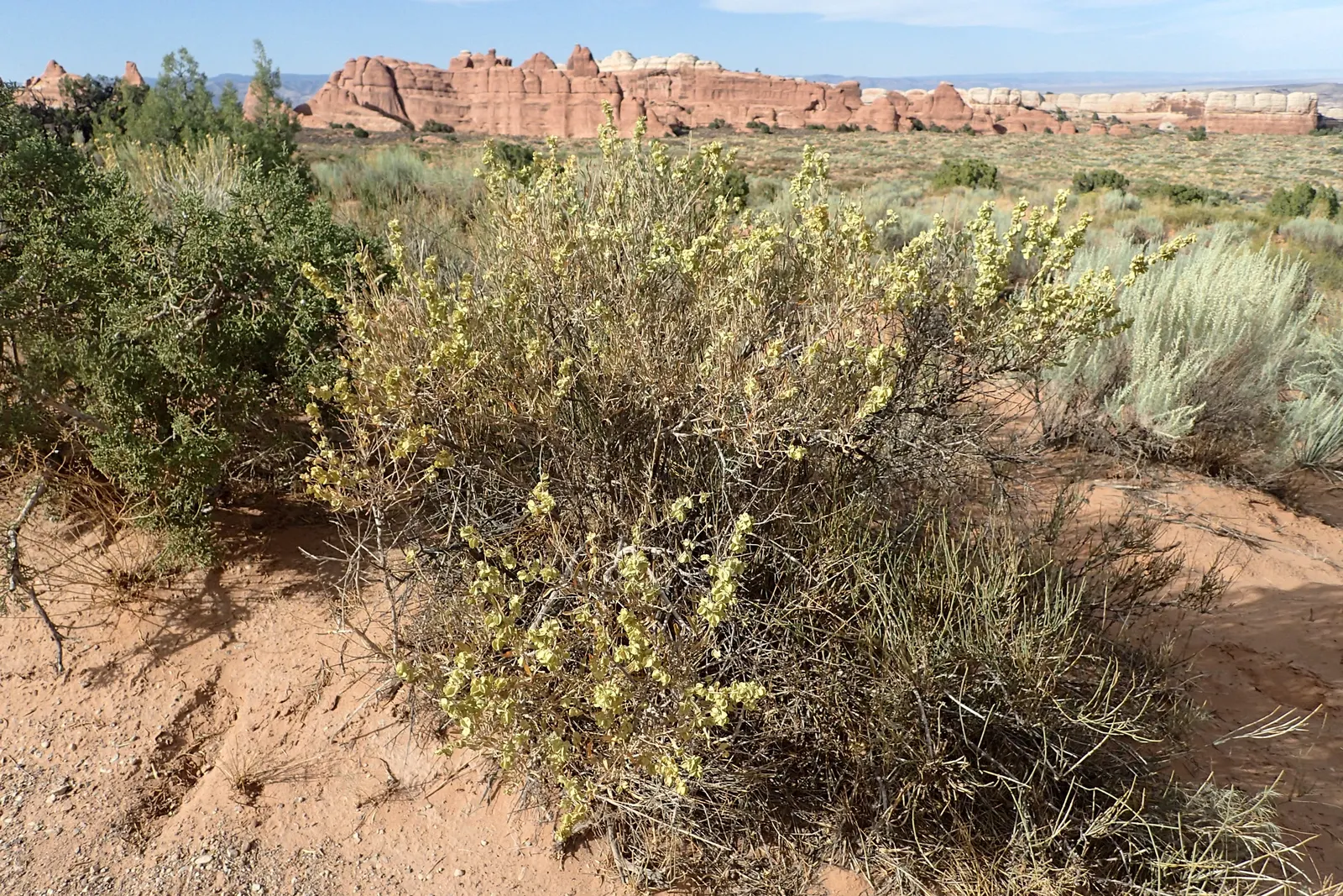 Four-Wing Salt Bush (Atriplex Canescens) — This tough plant thrives in USDA hardiness zones 6-10, image 48
