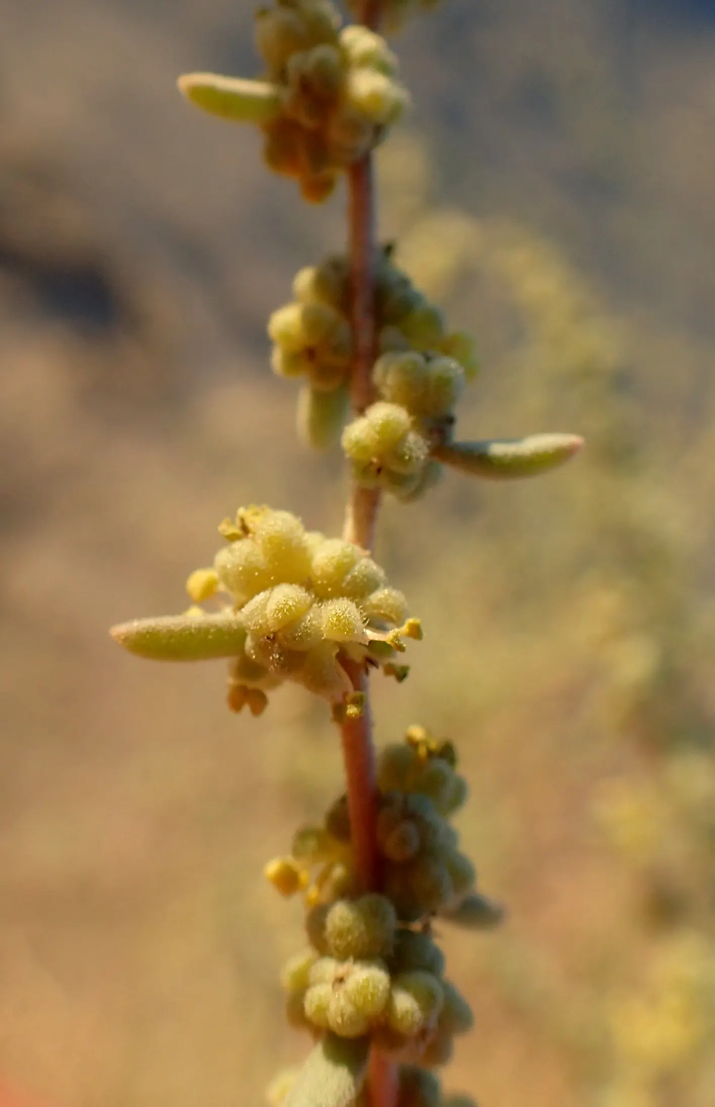Four-Wing Salt Bush (Atriplex Canescens) — which makes it a valuable addition to coastal landscapes; shrub for full or half, image 52