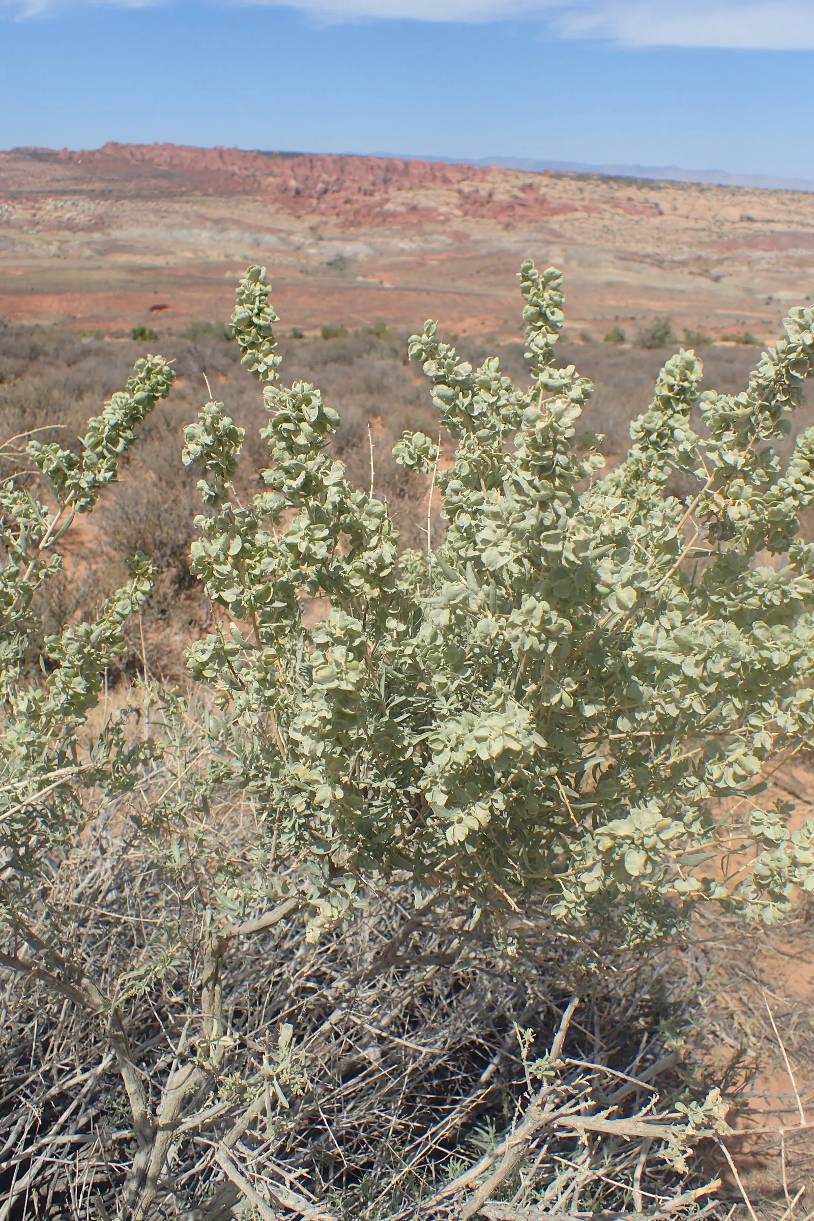 Four-Wing Salt Bush (Atriplex Canescens) — shrub for full or half; this species prefers full sun exposure but can tolerate partial shade.<br><br>For landscape