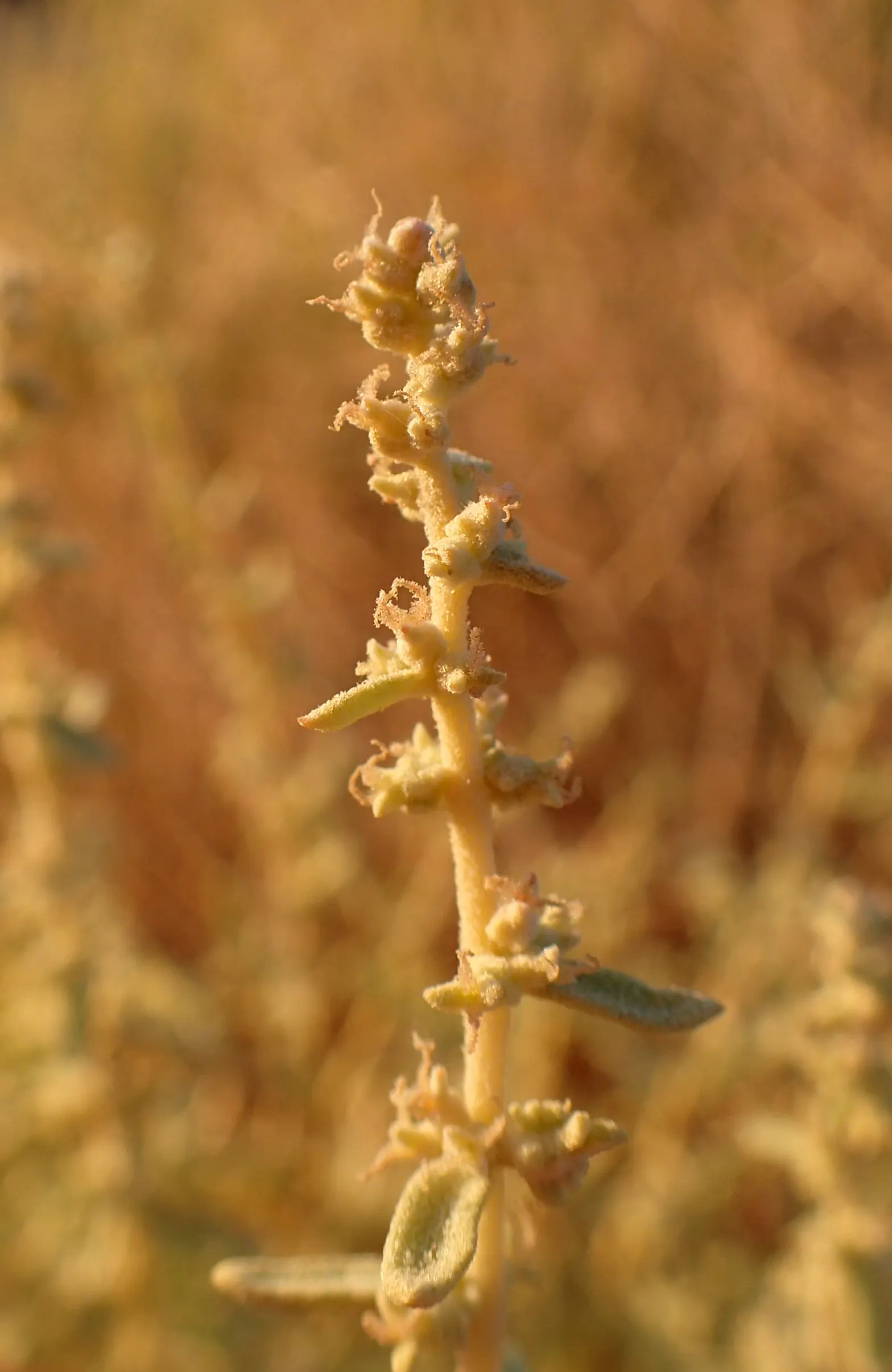 Four-Wing Salt Bush (Atriplex Canescens) — Gray-green leaves and a sprawling form make it ideal for erosion control and xeriscaping; thanks to its, image 60