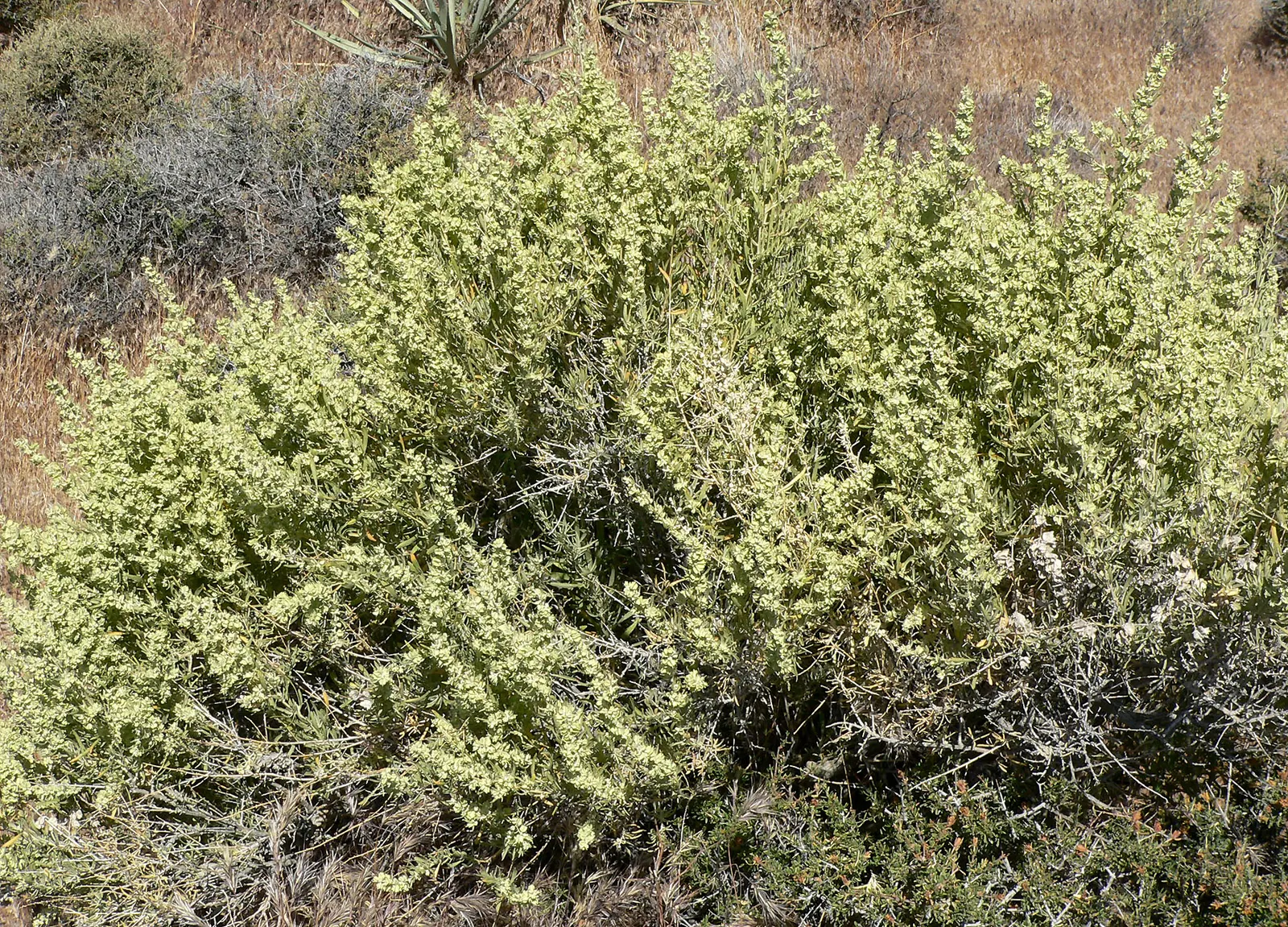 Four-Wing Salt Bush (Atriplex Canescens) — requiring minimal maintenance; these fruits provide visual interest and attract wildlife, image 62