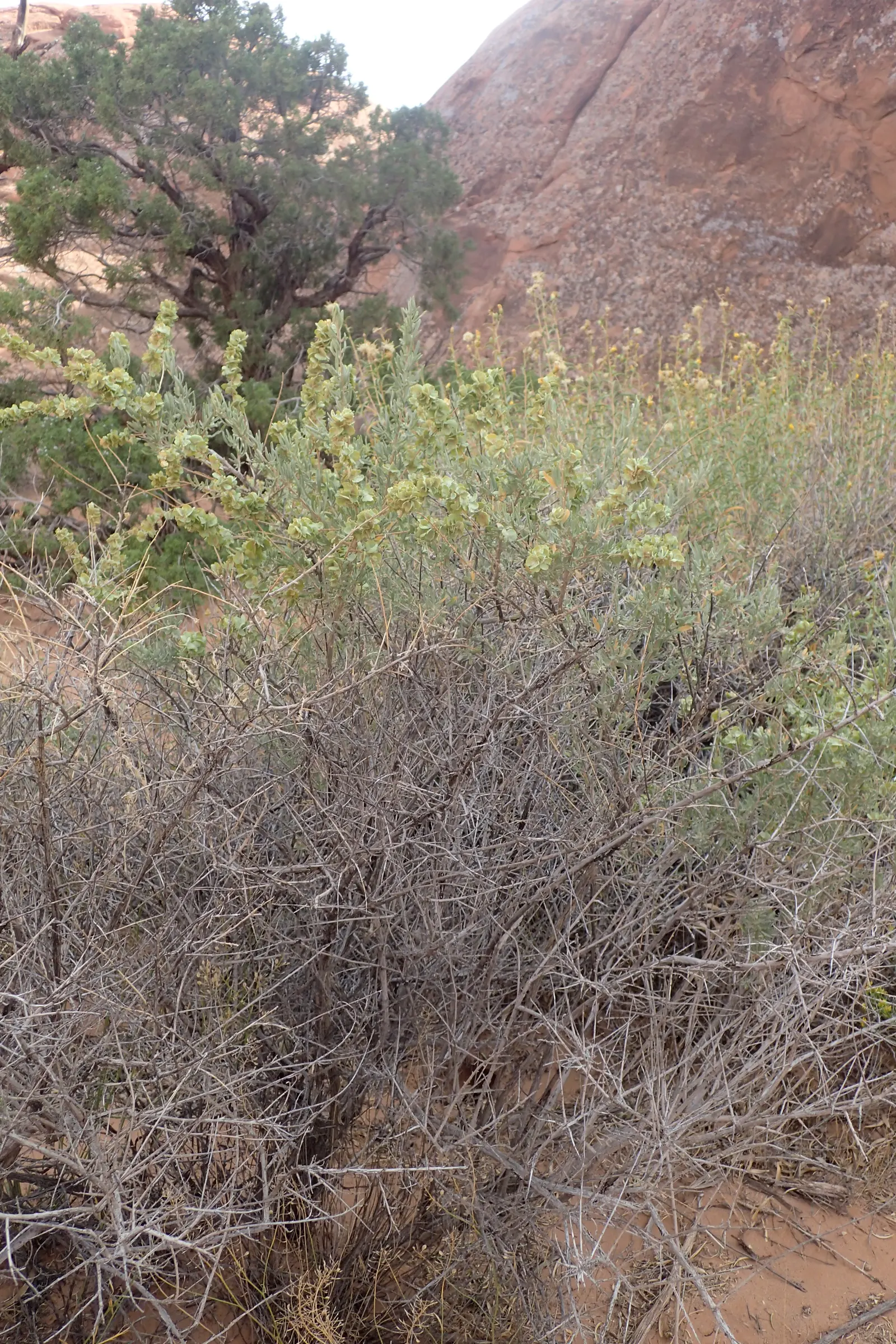 Four-Wing Salt Bush (Atriplex Canescens) — Four-wing Saltbush presents a rounded form with intricate branching patterns; it's a resourceful choice, image 49