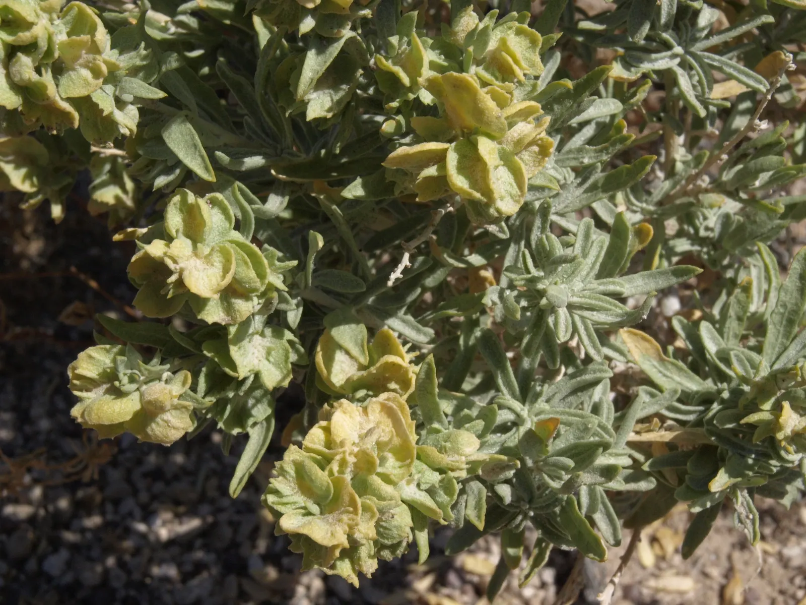 Four-Wing Salt Bush (Atriplex Canescens) — These fruits provide visual interest and attract wildlife; which measure about 1 to 2 inches in length