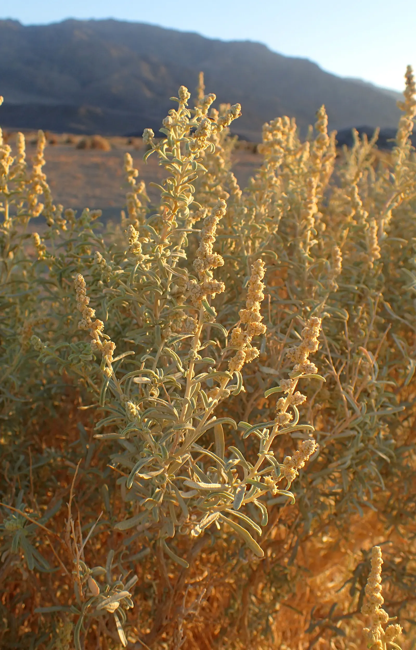 Four-Wing Salt Bush (Atriplex Canescens) — These fruits provide visual interest and attract wildlife; which measure about 1 to 2 inches in length, image 51