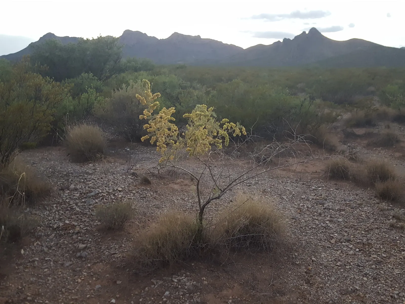 Four-Wing Salt Bush (Atriplex Canescens) — This tough plant thrives in USDA hardiness zones 6-10