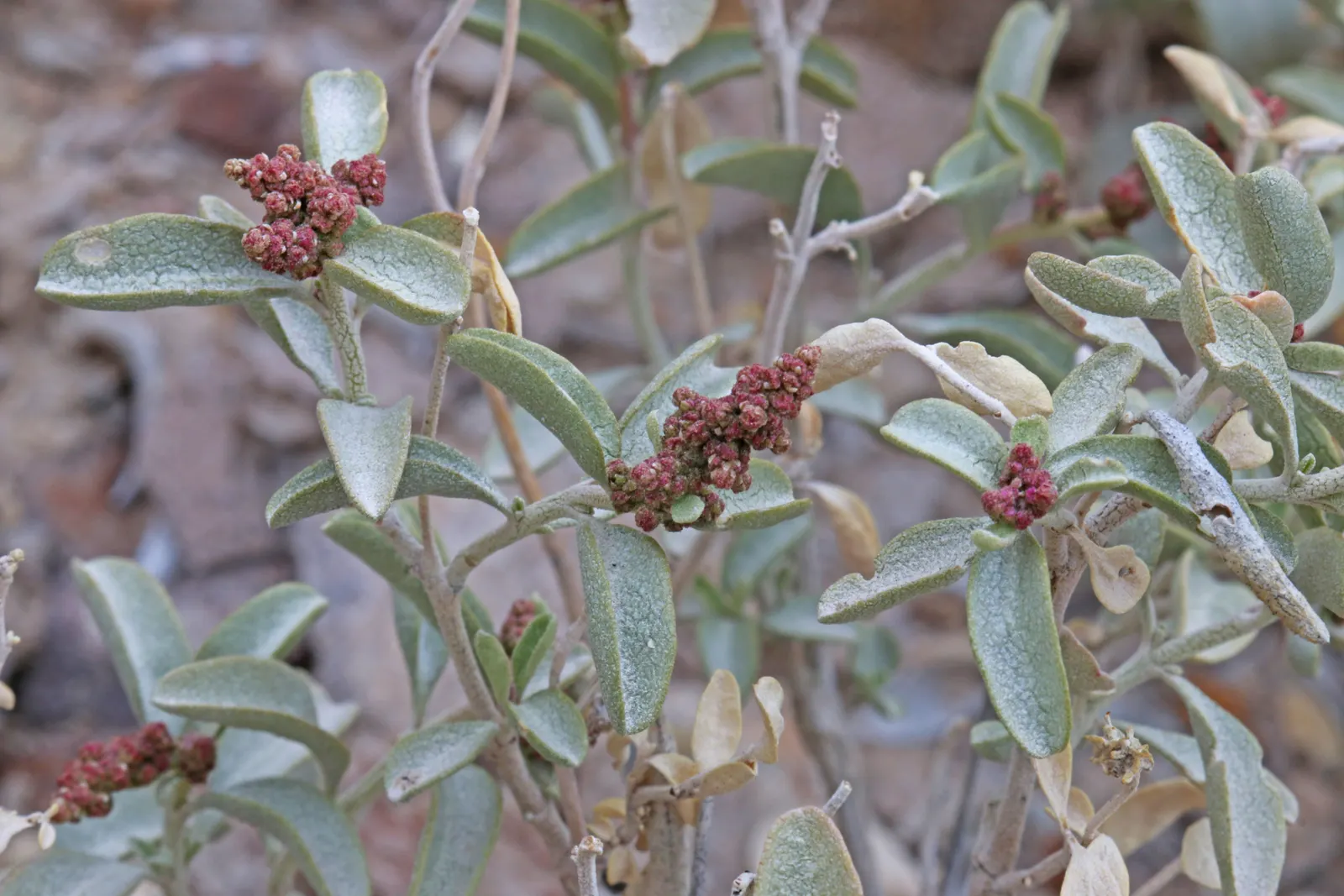 Four-Wing Salt Bush (Atriplex Canescens) — Four-wing Saltbush presents a rounded form with intricate branching patterns; it's a resourceful choice for erosion