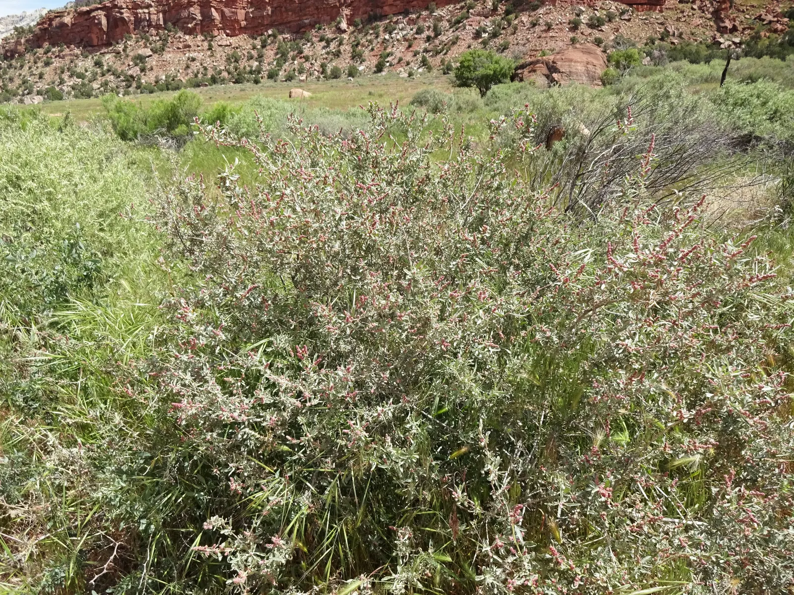 Four-Wing Salt Bush (Atriplex Canescens) — requiring minimal maintenance; these fruits provide visual interest and attract wildlife