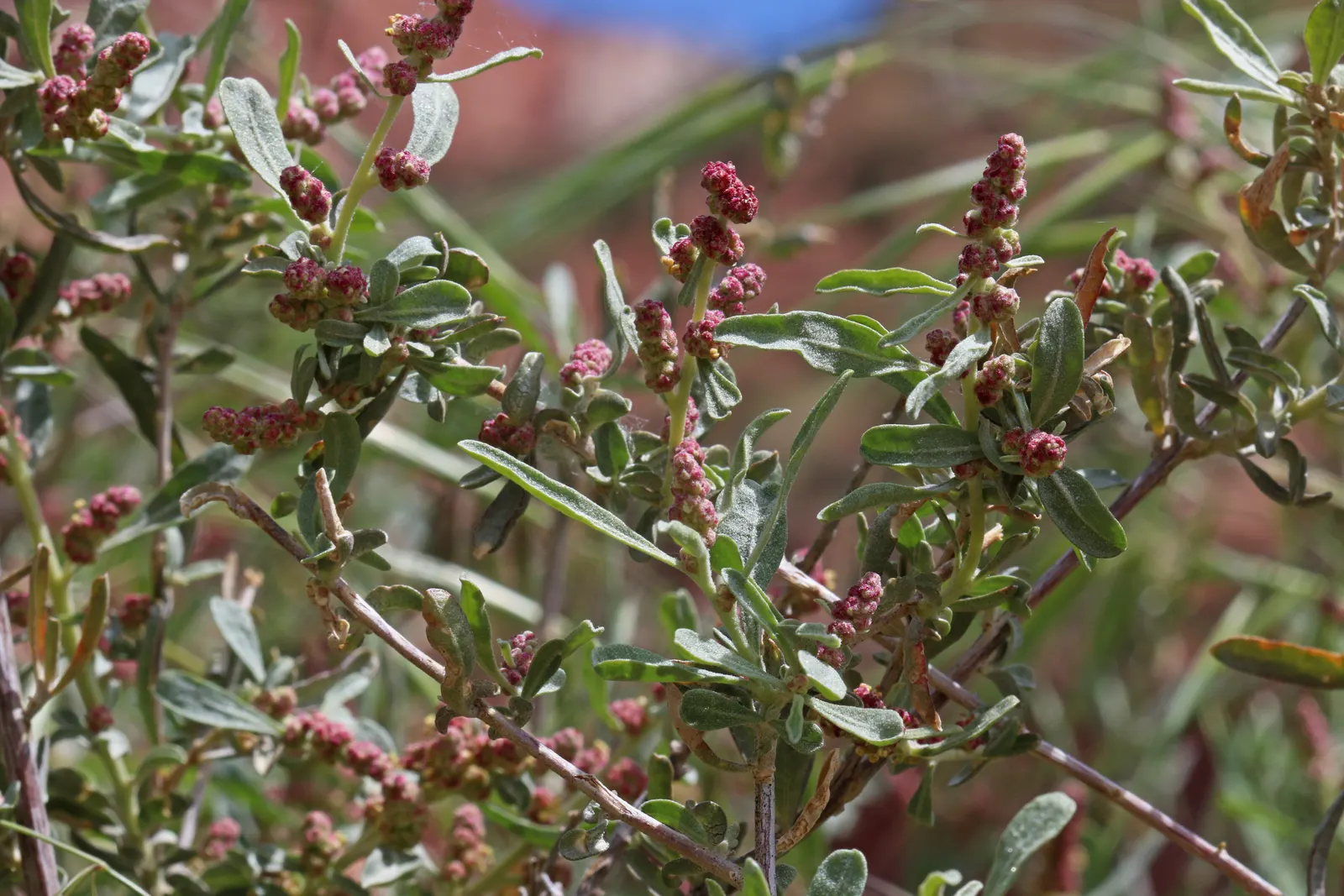 Four-Wing Salt Bush (Atriplex Canescens) — is a highly adaptable and resilient shrub