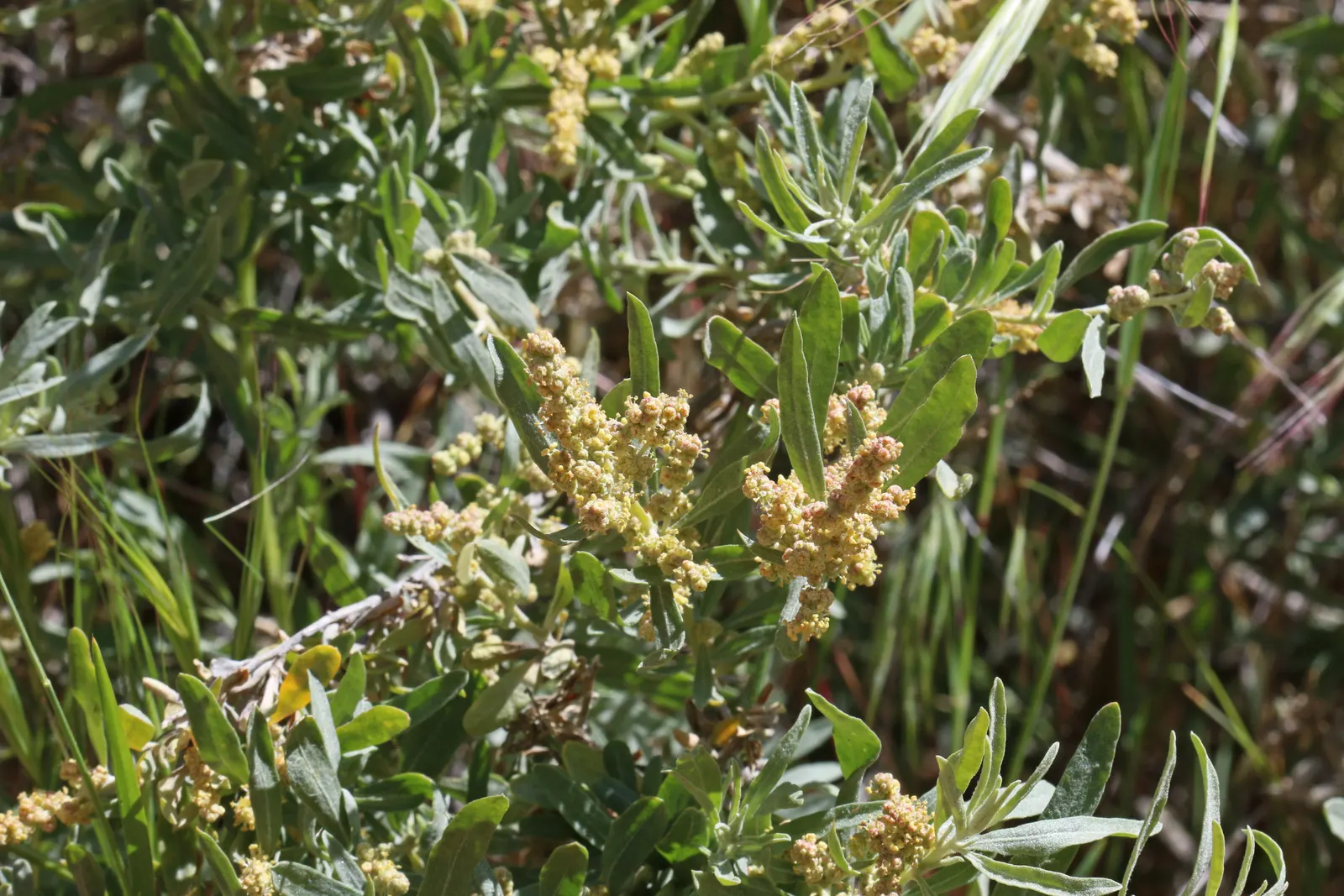 Four-Wing Salt Bush (Atriplex Canescens) — shrub for full or half