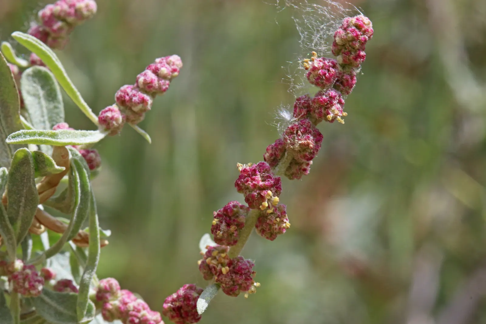 Four-Wing Salt Bush (Atriplex Canescens) — scientifically known as Atriplex canescens