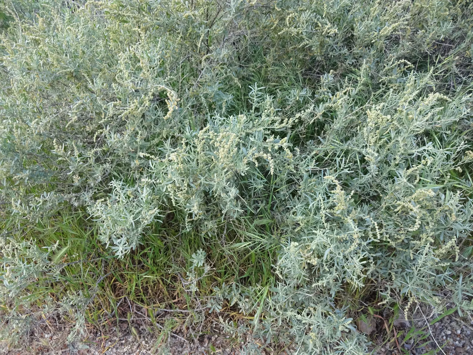 Four-Wing Salt Bush (Atriplex Canescens) — Its salt-tolerance suits coastal landscapes; four-wing Salt Bush (Atriplex canescens) is a versatile