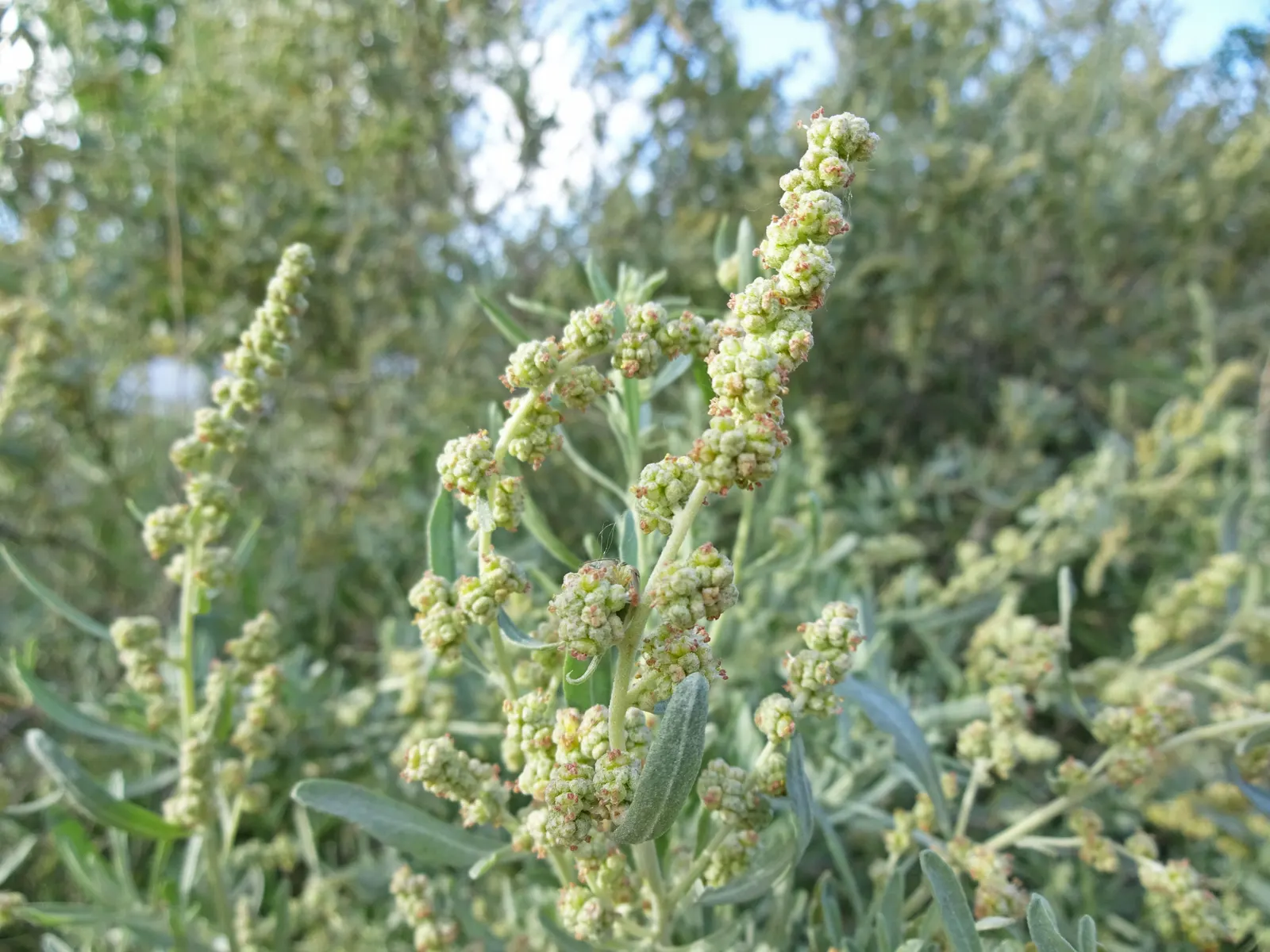 Four-Wing Salt Bush (Atriplex Canescens) — scientifically known as Atriplex canescens; is a highly adaptable and resilient shrub