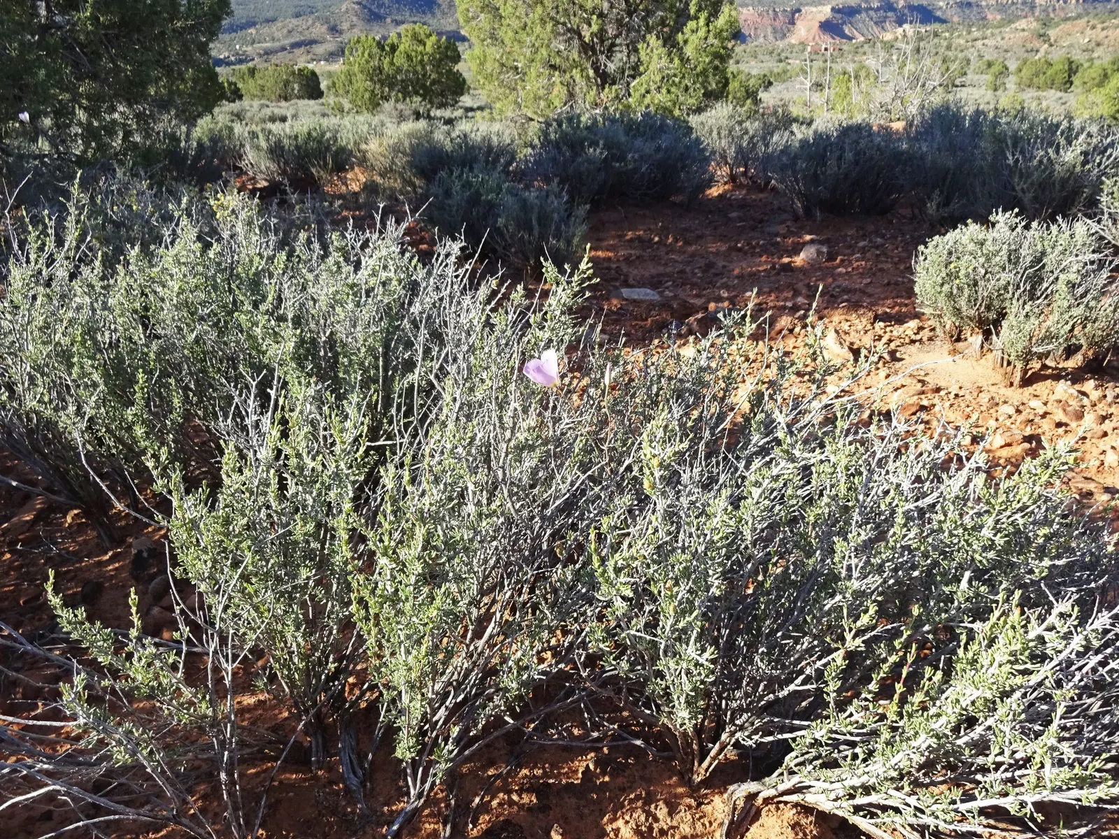 Four-Wing Salt Bush (Atriplex Canescens) — This tough plant thrives in USDA hardiness zones 6-10, image 29