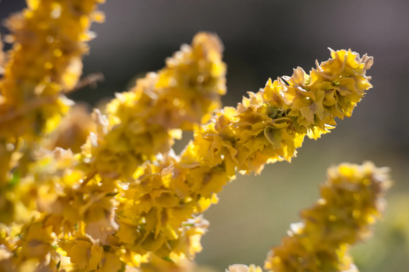 Four-Wing Salt Bush (Atriplex Canescens) — it thrives in full sun and tolerates a variety of soil types; its salt-tolerance suits coastal landscapes