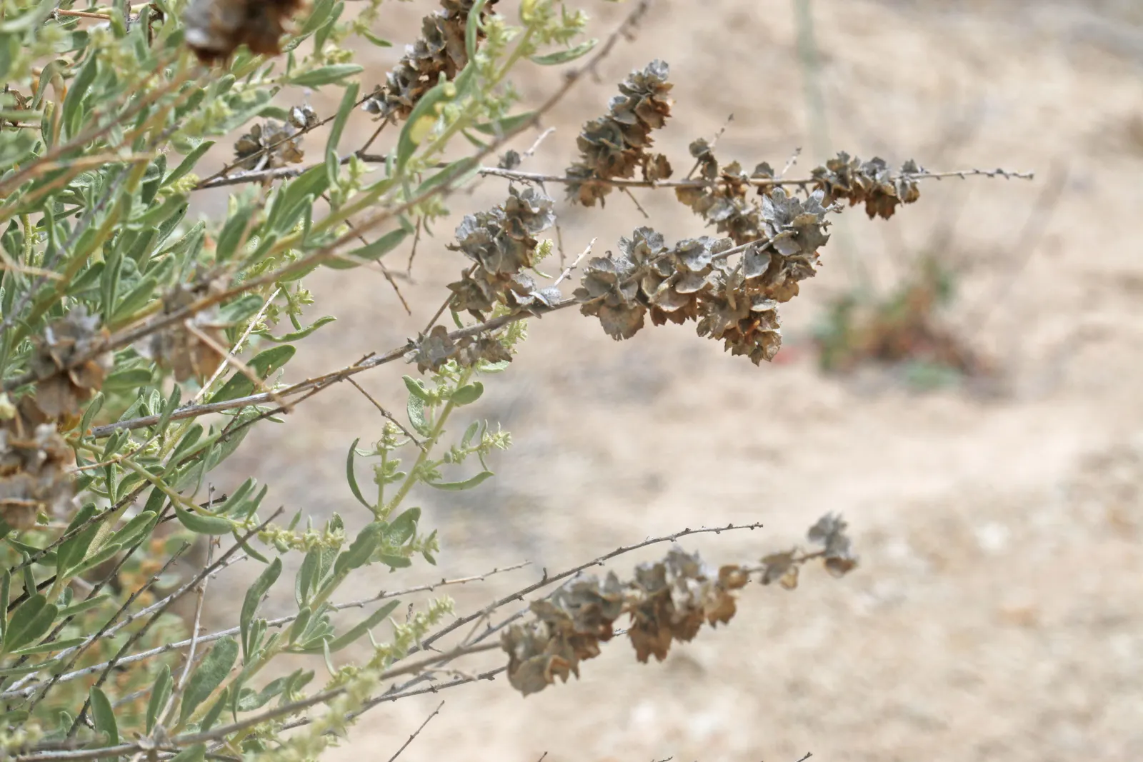 Four-Wing Salt Bush (Atriplex Canescens) — it's a resourceful choice for erosion control and as an anchor plant in wind-swept areas