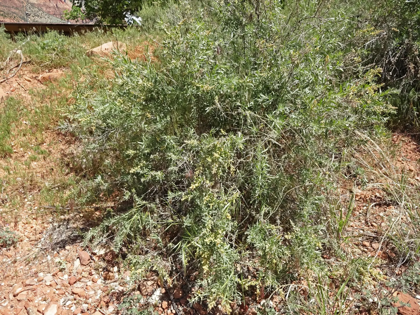 Four-Wing Salt Bush (Atriplex Canescens) — is a highly adaptable and resilient shrub; it requires minimal water once established, surviving on as little as 8