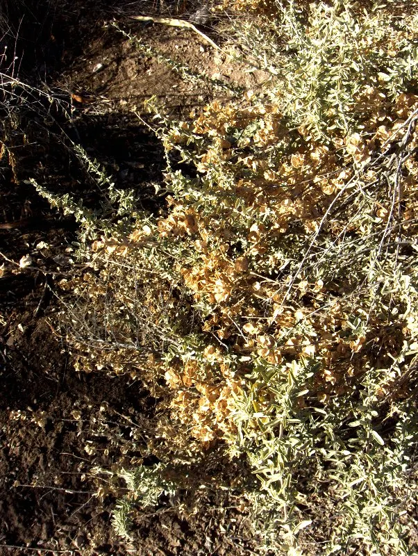 Four-Wing Salt Bush (Atriplex Canescens) — which makes it a valuable addition to coastal landscapes