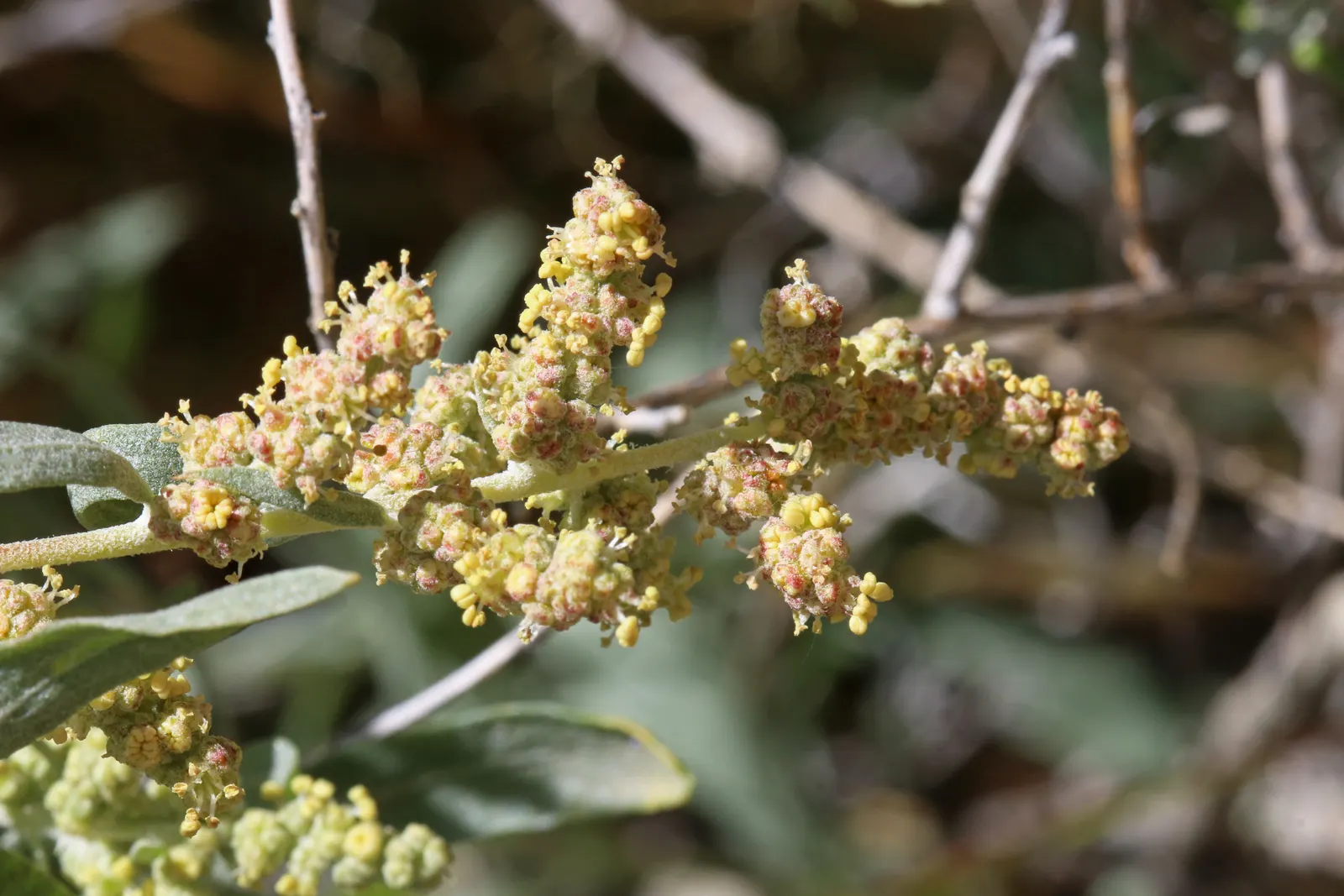 Four-Wing Salt Bush (Atriplex Canescens) — Four-wing Salt Bush (Atriplex canescens) is a versatile, drought-resistant shrub reaching 3-8 ft in height; it